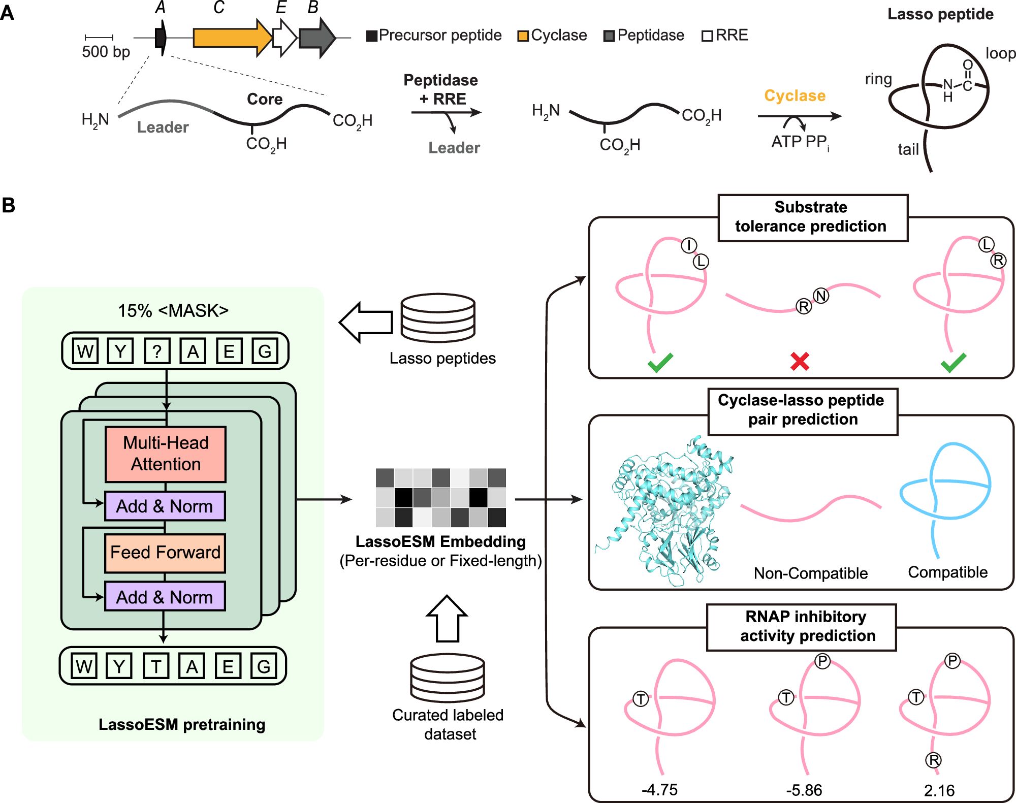 Fig. 1: Development of a lasso peptide-specific language model, LassoESM.
