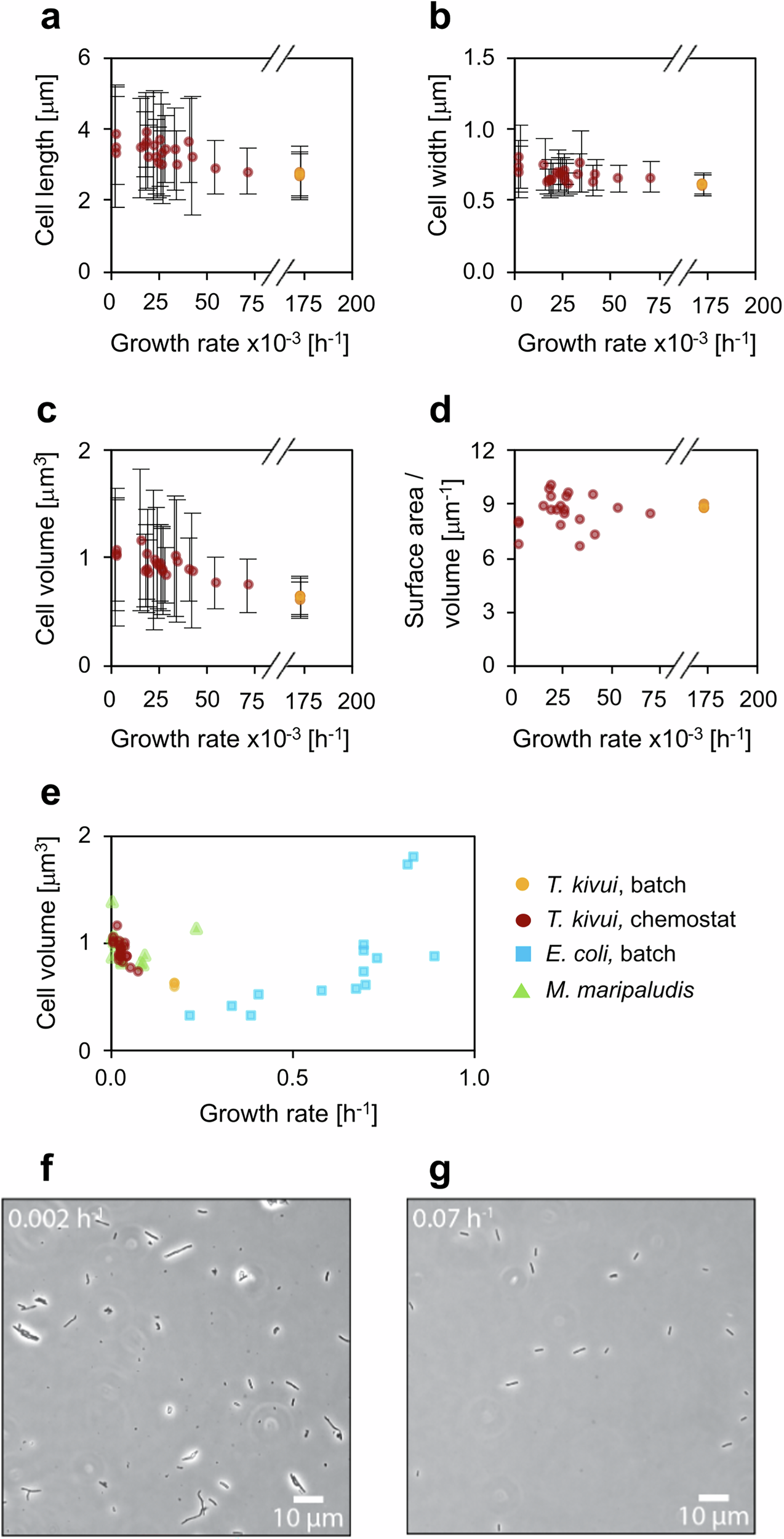 Fig. 8: Cell shape of T. kivui cells grown in glucose-limited chemostats at different growth rates.