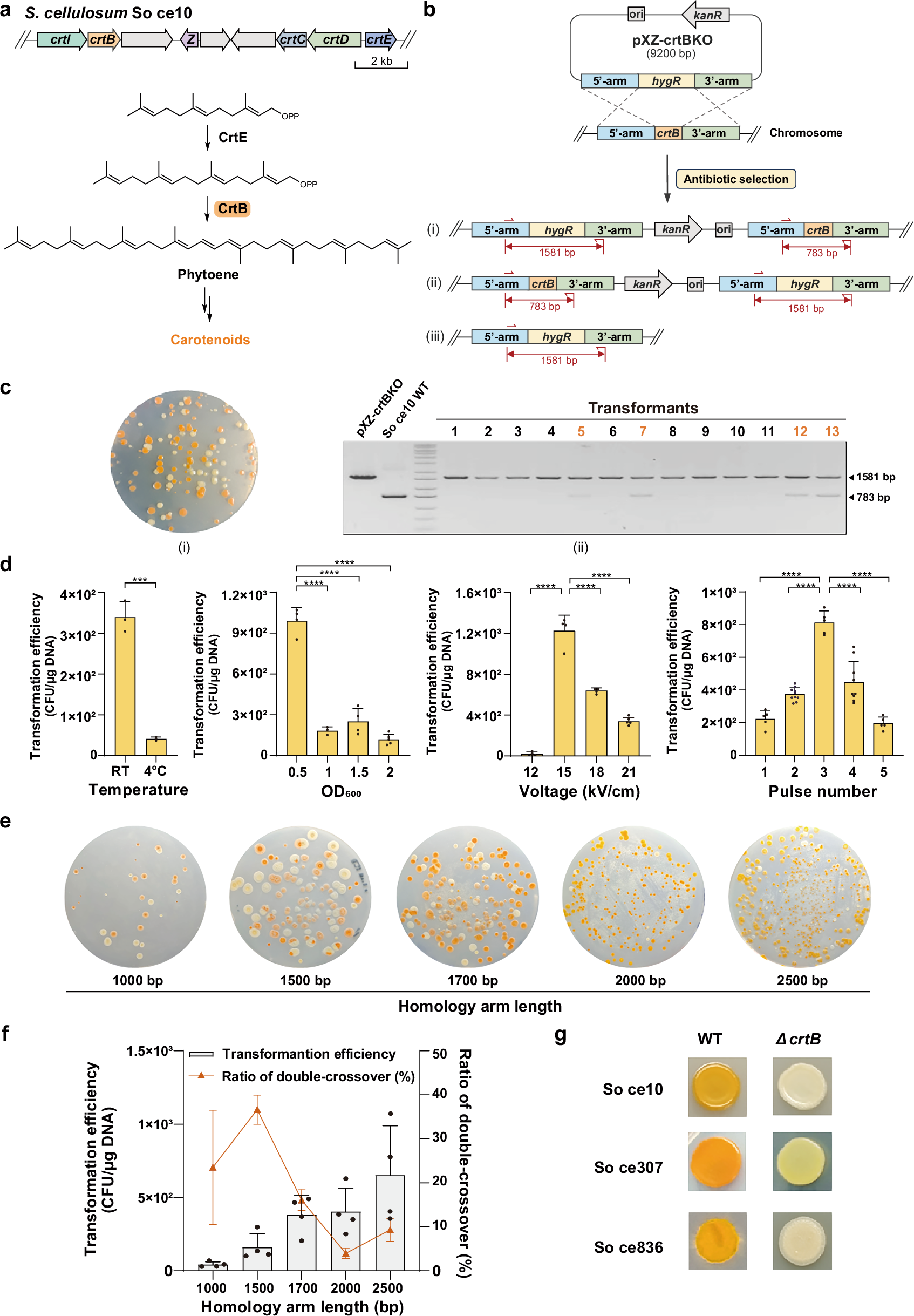 Fig. 2: Development of the genetic engineering method for S. cellulosum.