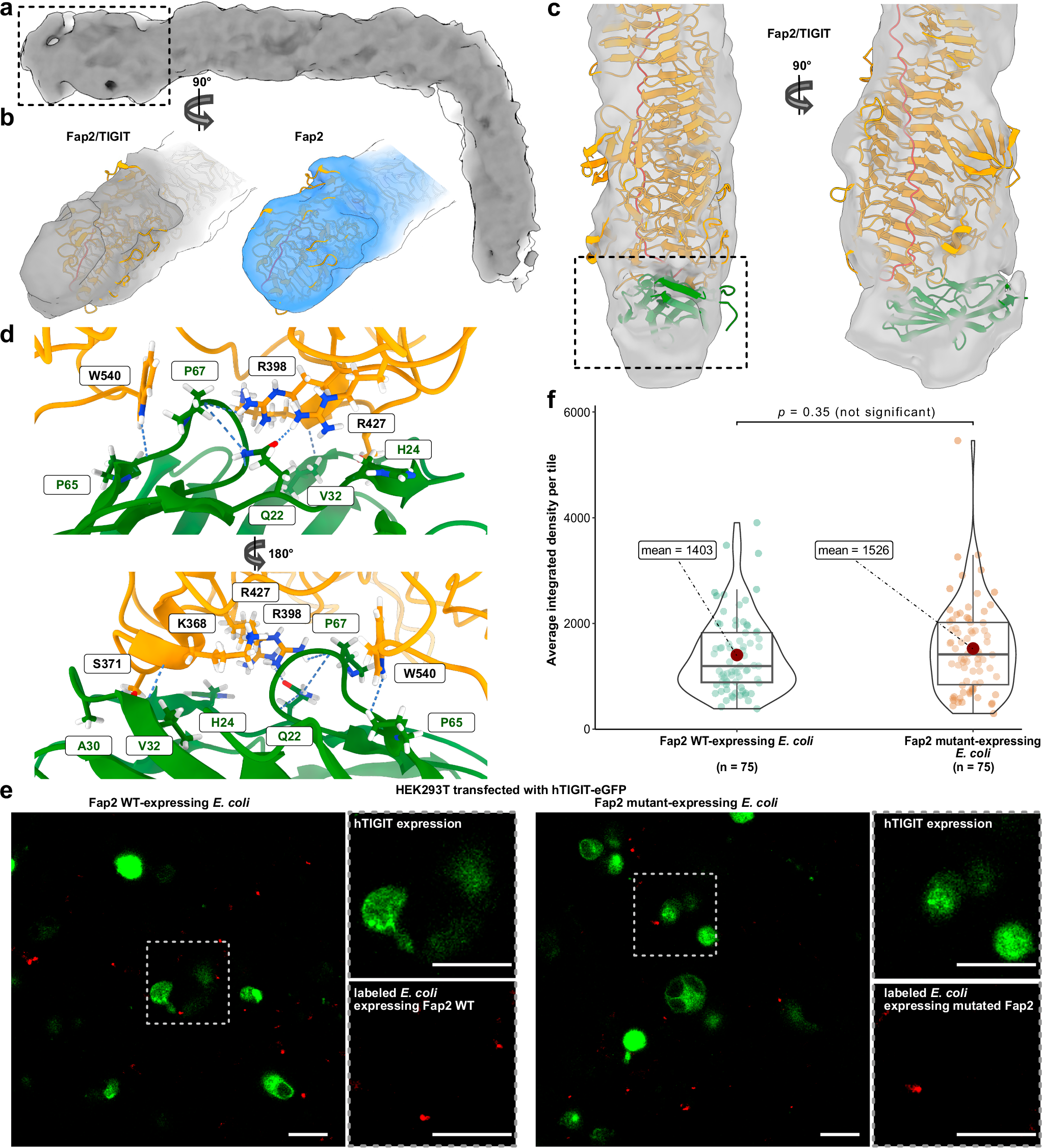 Fig. 4: Structure of the complex of Fap2-ECD and hTIGIT-ECD.