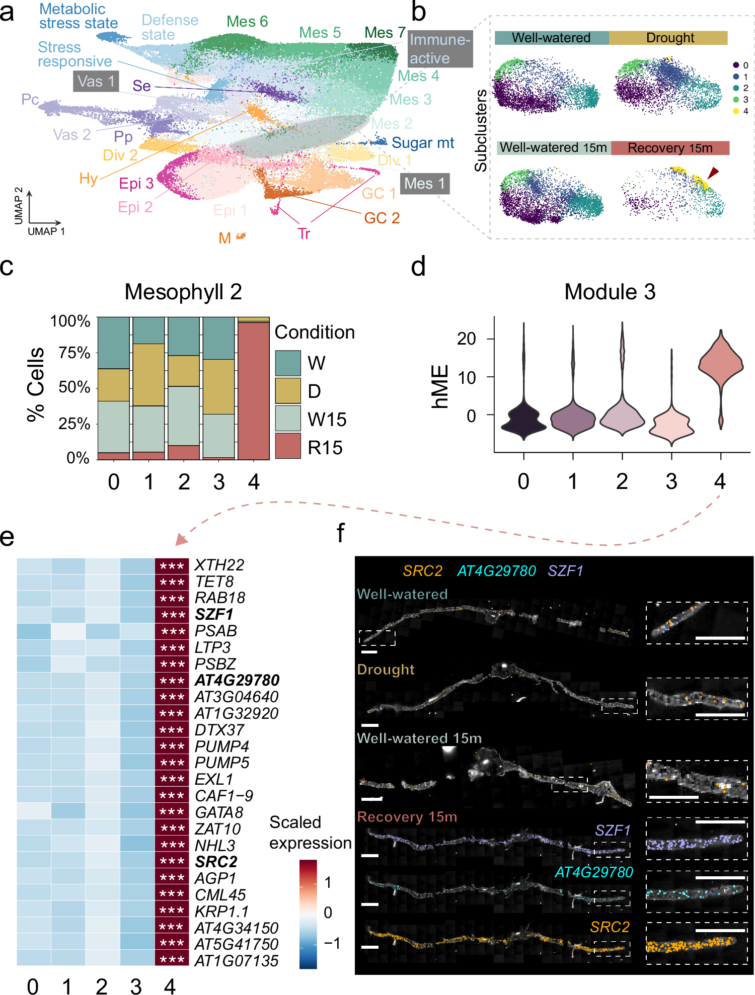 Fig. 4: Unique mesophyll subpopulations display a distinct gene expression program during drought recovery.