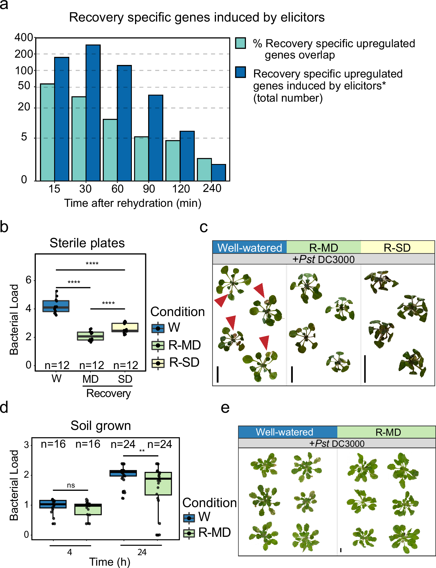 Fig. 5: Recovery from moderate drought enhanced pathogen resistance in Arabidopsis.