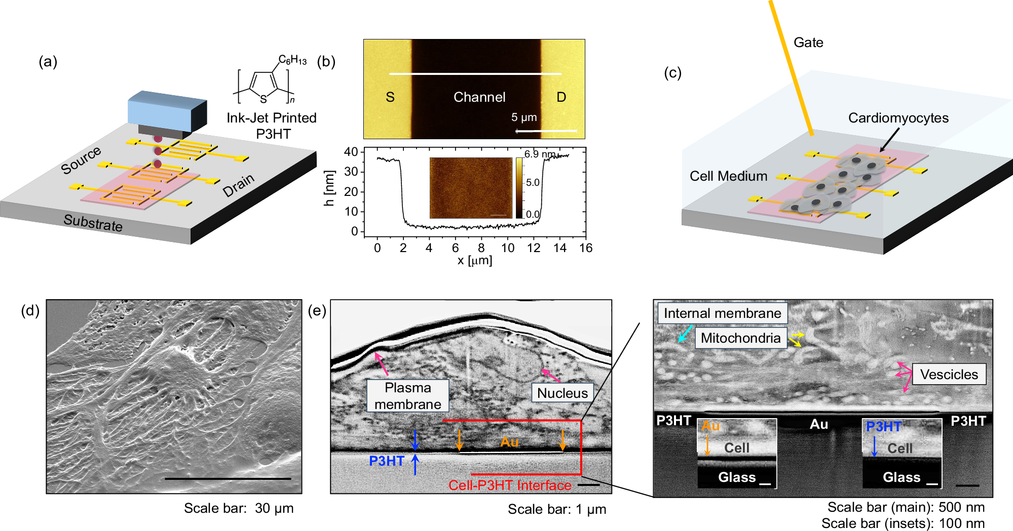Fig. 1: Printed EGOFET coupled to cells.