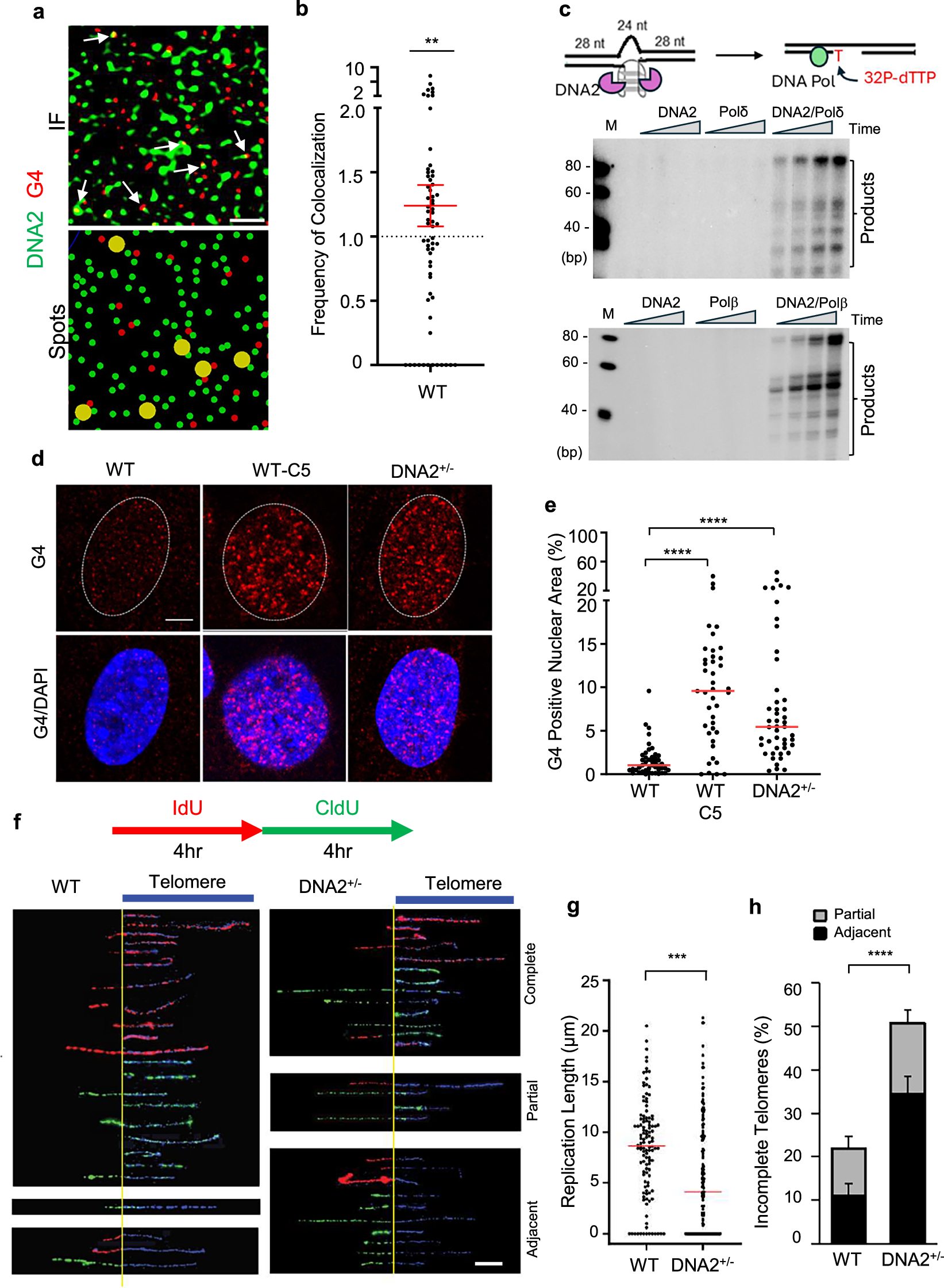 Fig. 1: DNA2 deficiency leads to G4 accumulation in mammalian cells.