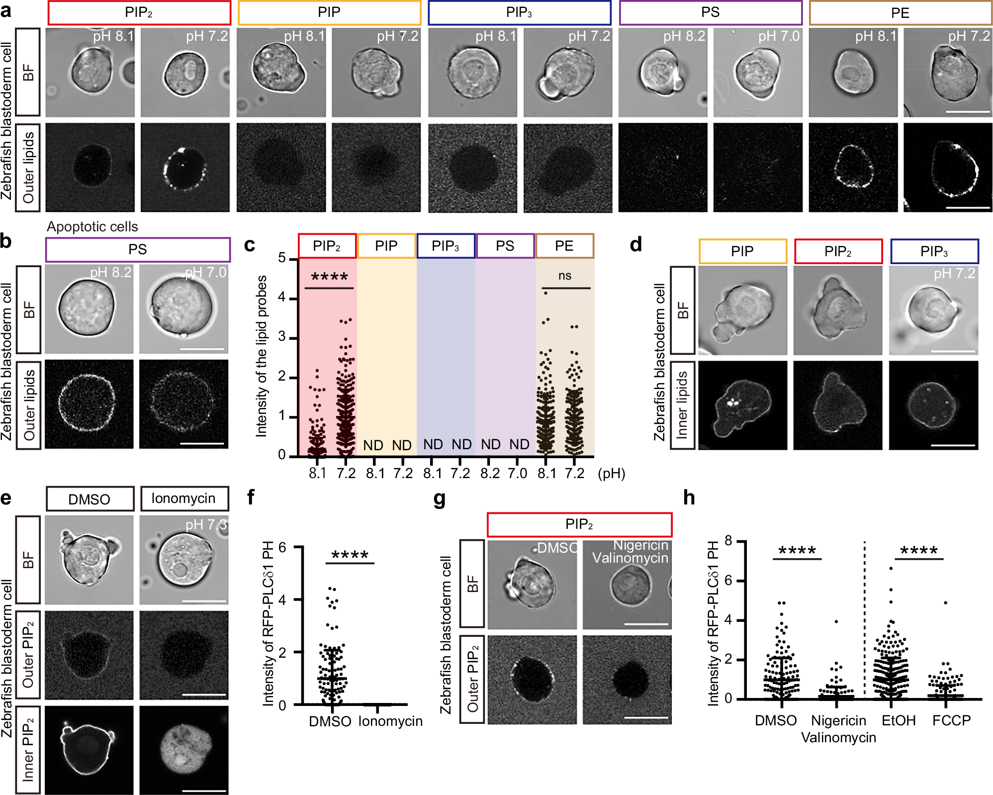 Fig. 1: pH-dependent translocation of PIP2 to the outer leaflet of the plasma membrane.