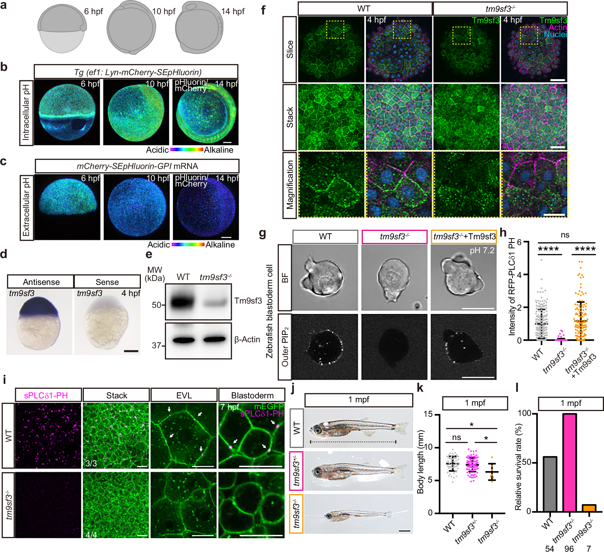 Fig. 3: TM9SF3 is essential for the early development of zebrafish.