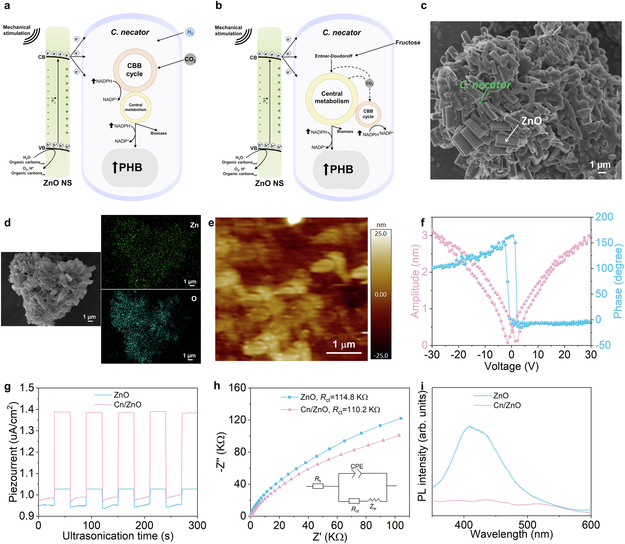 Fig. 1: The ZnO-C. necator biopiezocatalytic system and demonstration of charge transfer between the piezocatalyst and the microbial cells.