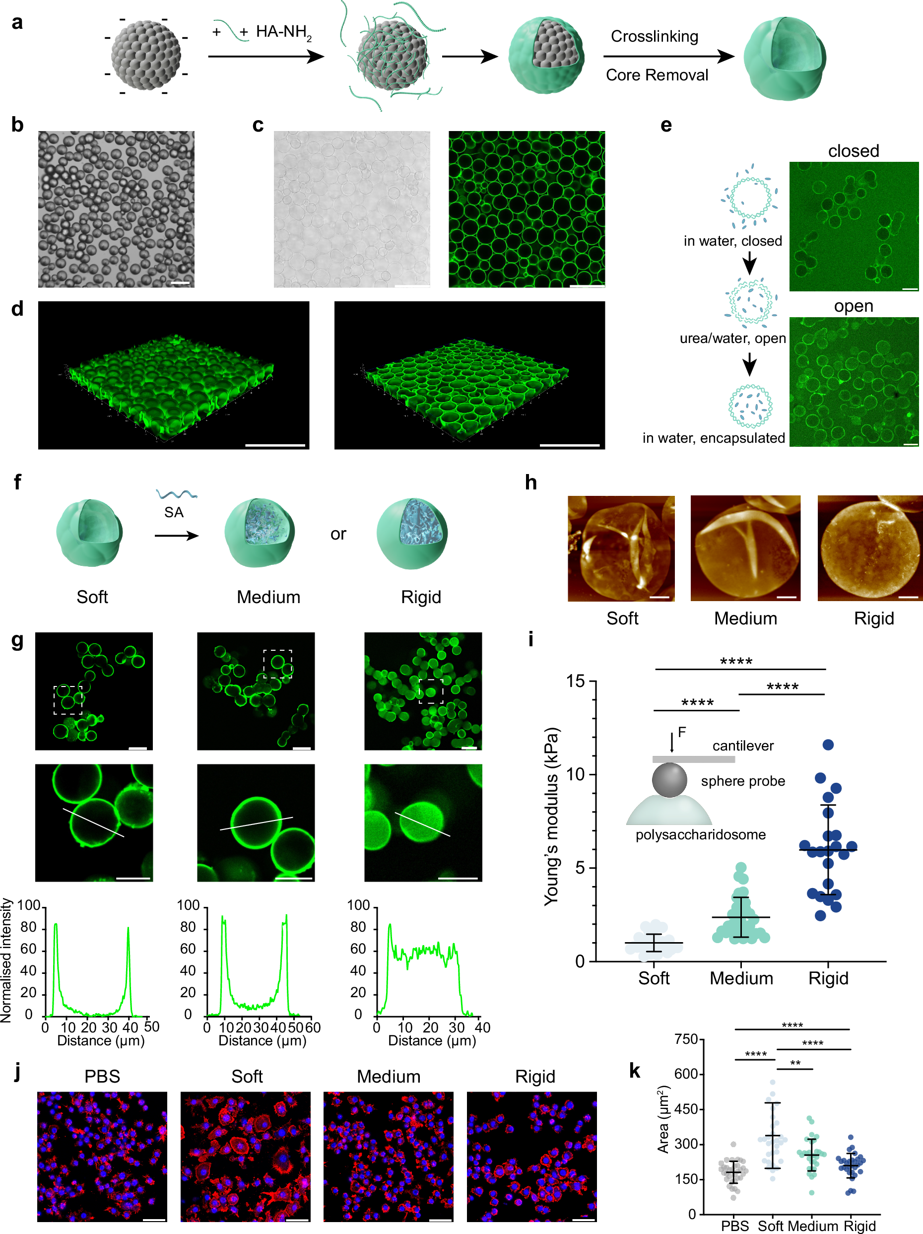 Mechano-crosstalk between living and artificial cells | Nature  Communications