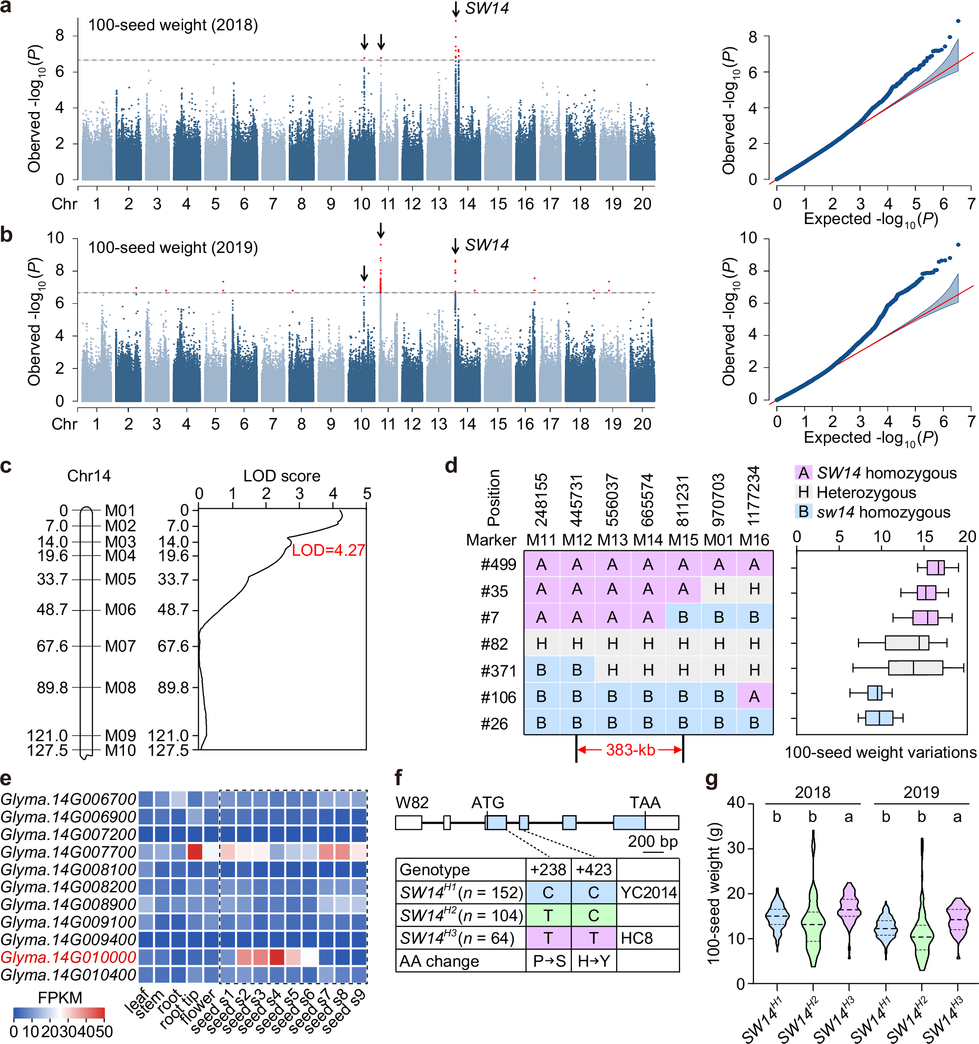 大豆収量と品質向上に寄与するSW14遺伝子を特定（Researchers Identify Soybean Gene SW14 for Enhancing Soybean Yield and Quality）