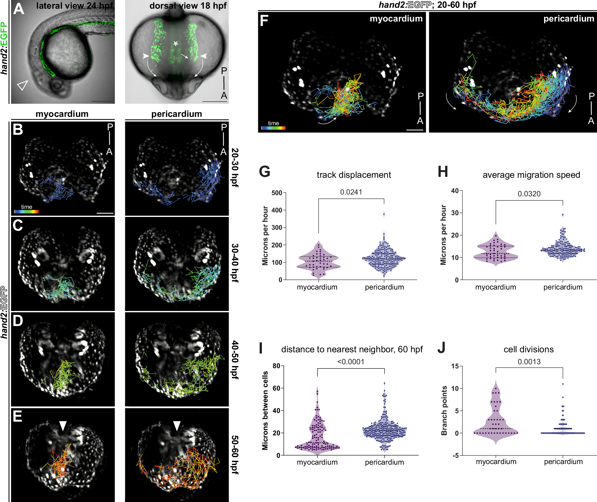Fig. 2: Pericardial progenitors have distinct migratory trajectories among heart-contributing lineages.