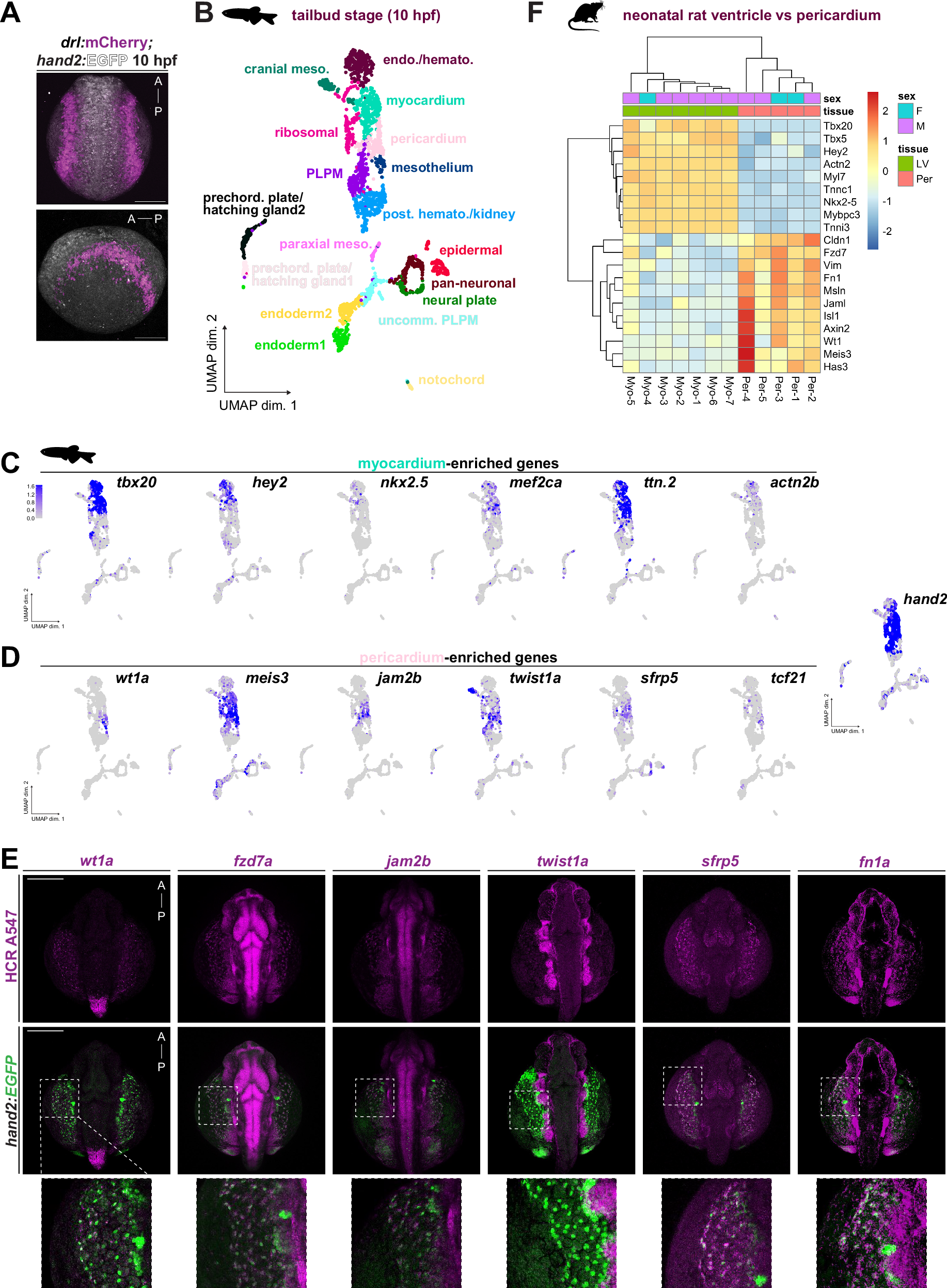 Fig. 3: Pericardial and myocardial precursors are transcriptionally distinct populations.
