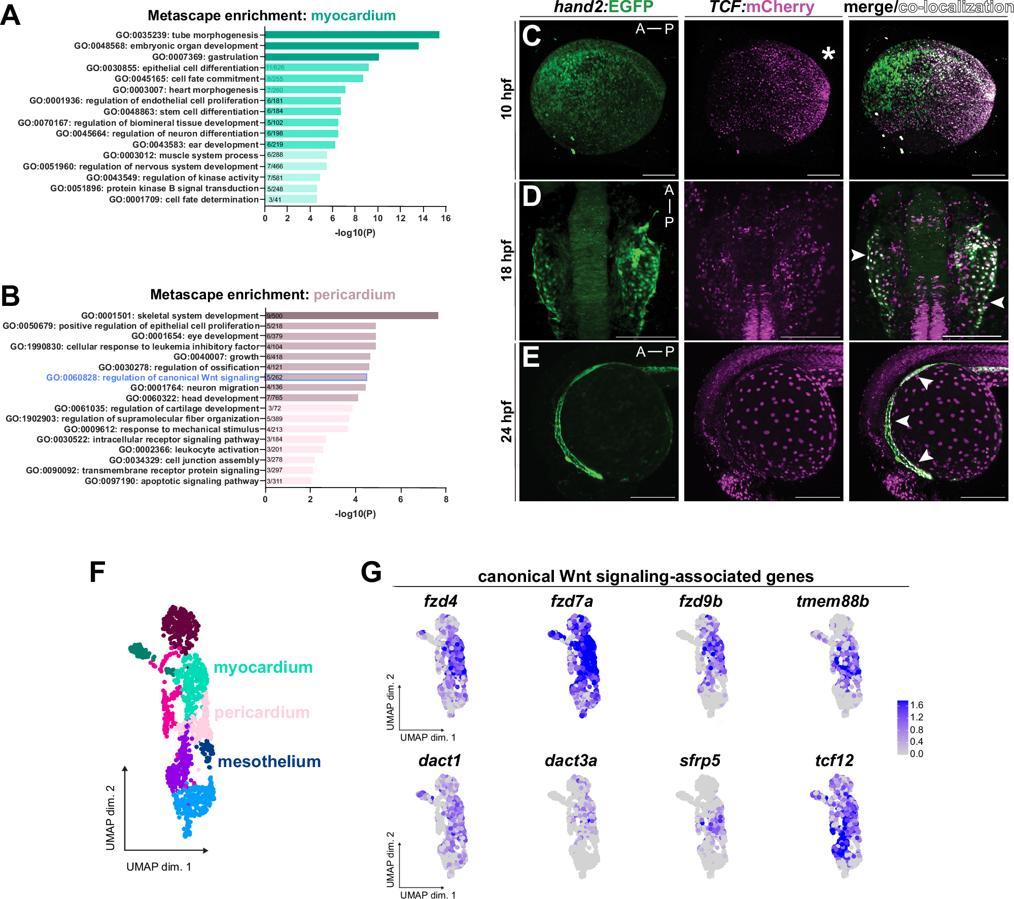 Fig. 6: Wnt/β-catenin signaling is differentially active across pericardial progenitors.