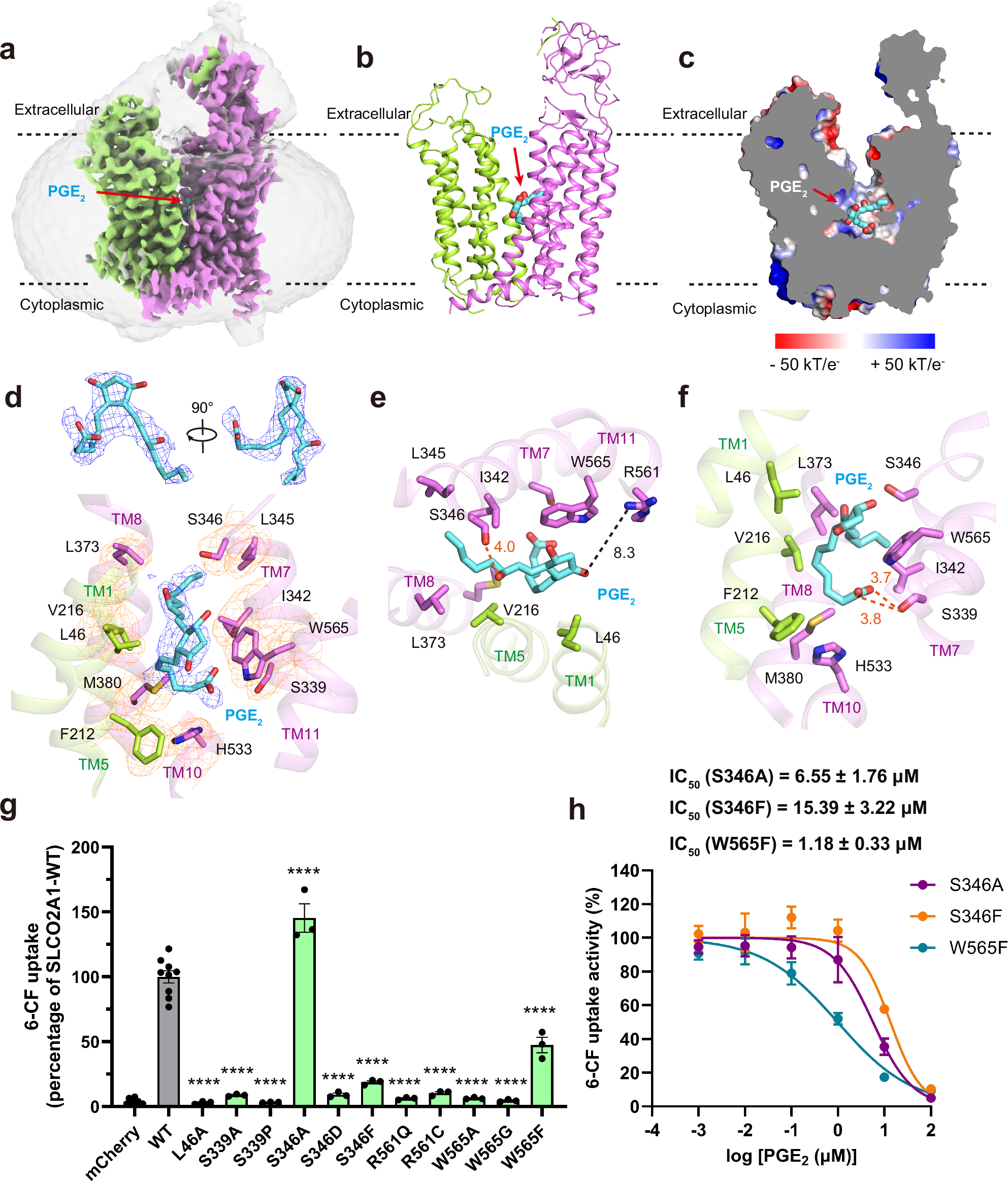 Fig. 3: PGE2 recognition by SLCO2A1.