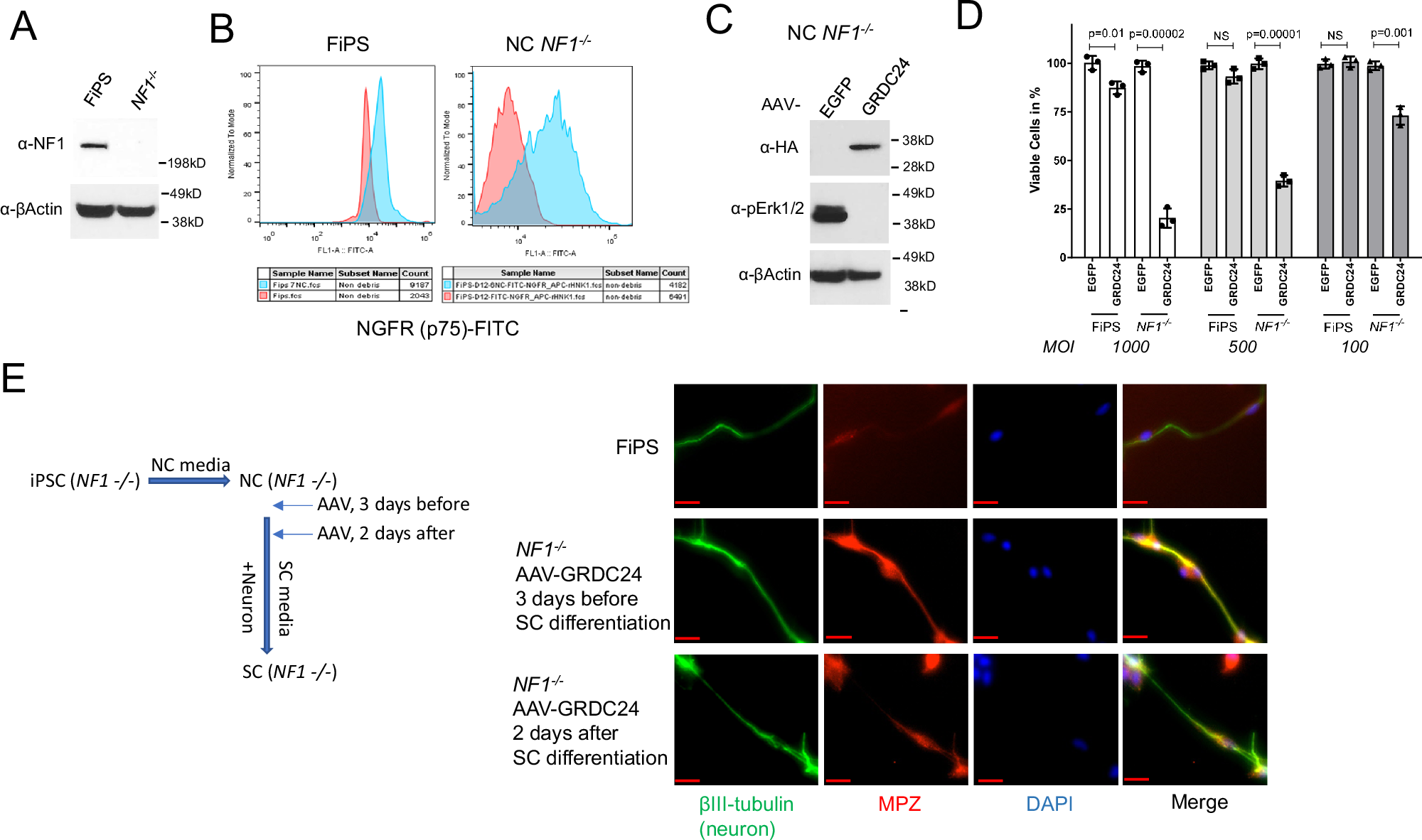 Fig. 2: Expression of GRDC24 rescued the NF1−/− neural crest (NC) cells’ differentiation to Schwann cells.