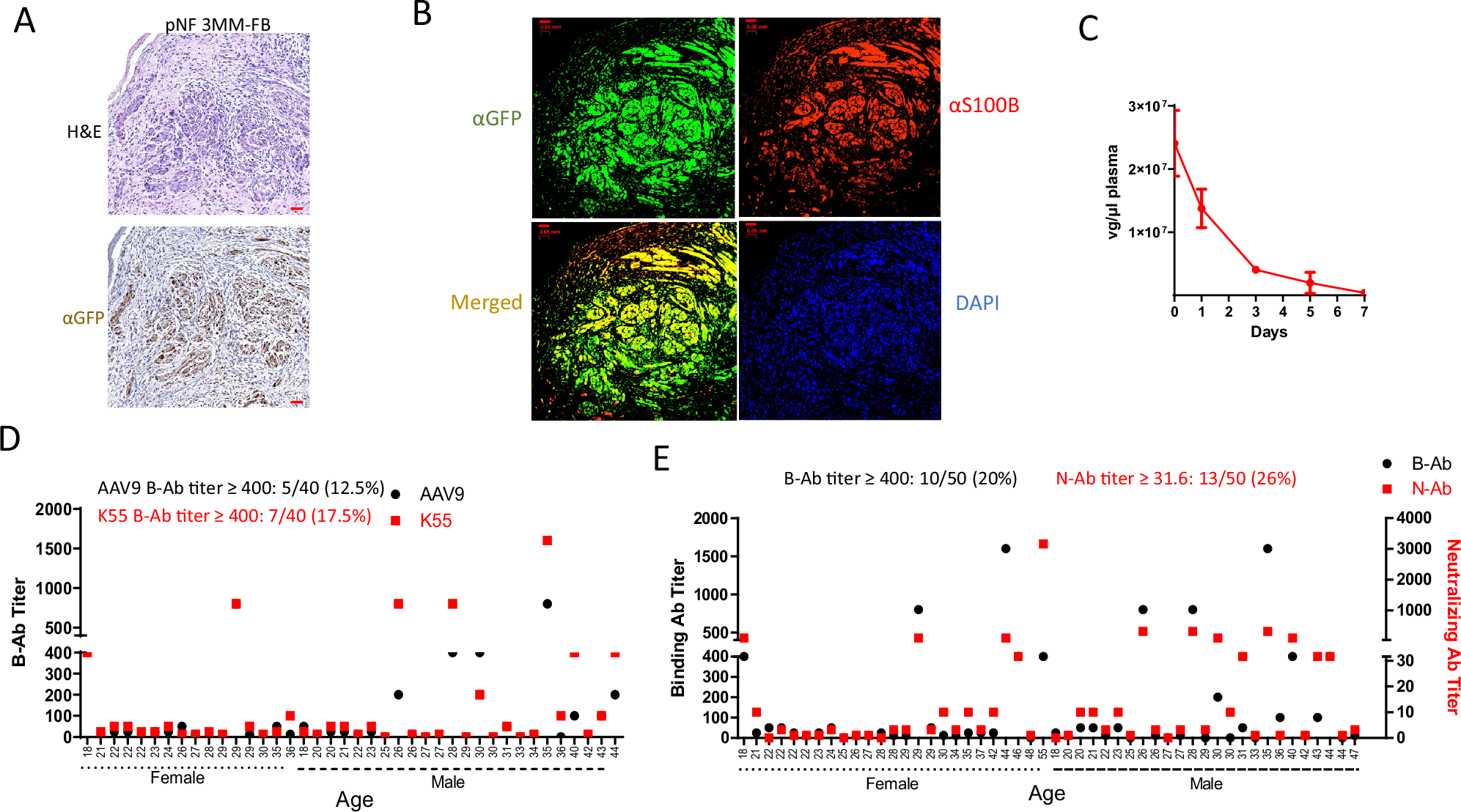 Fig. 5: AAV-K55 transduced S100B + pNF xenograft tissues and showed a seroprevalence profile similar to that of AAV9.