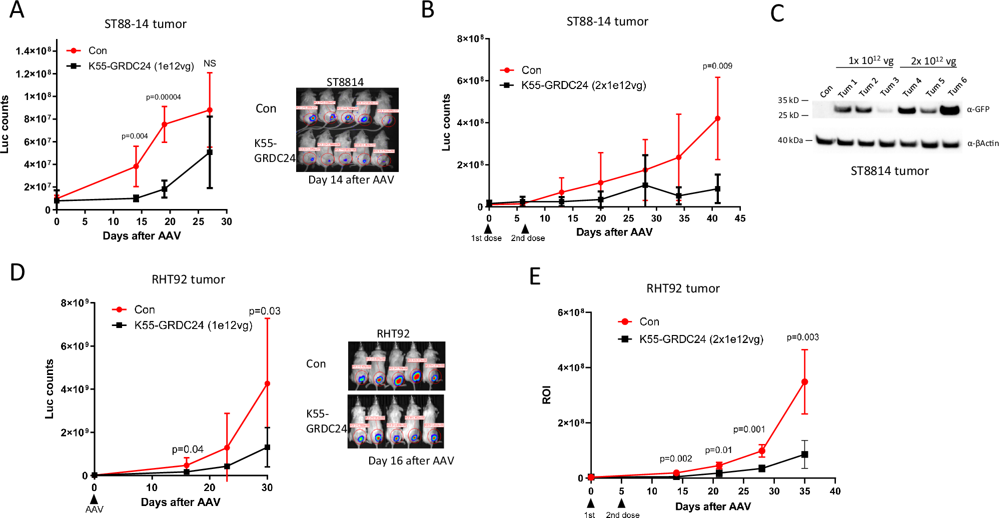 Fig. 6: AAV-K55-GRDC24 showed anti-tumor efficacies in 2 NF1 xenograft models.