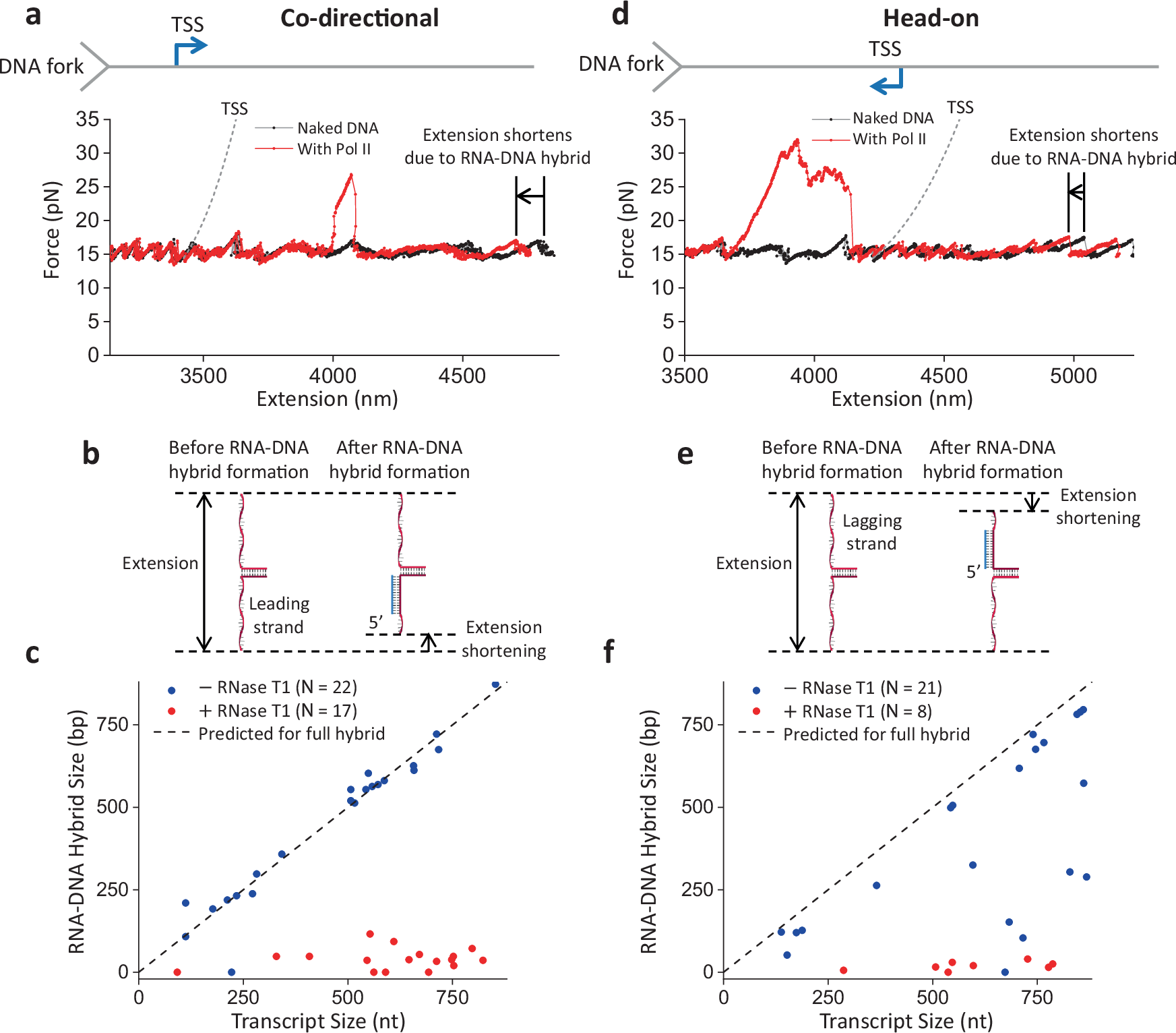 Fig. 2: RNA–DNA hybrid formation after DNA fork collision.