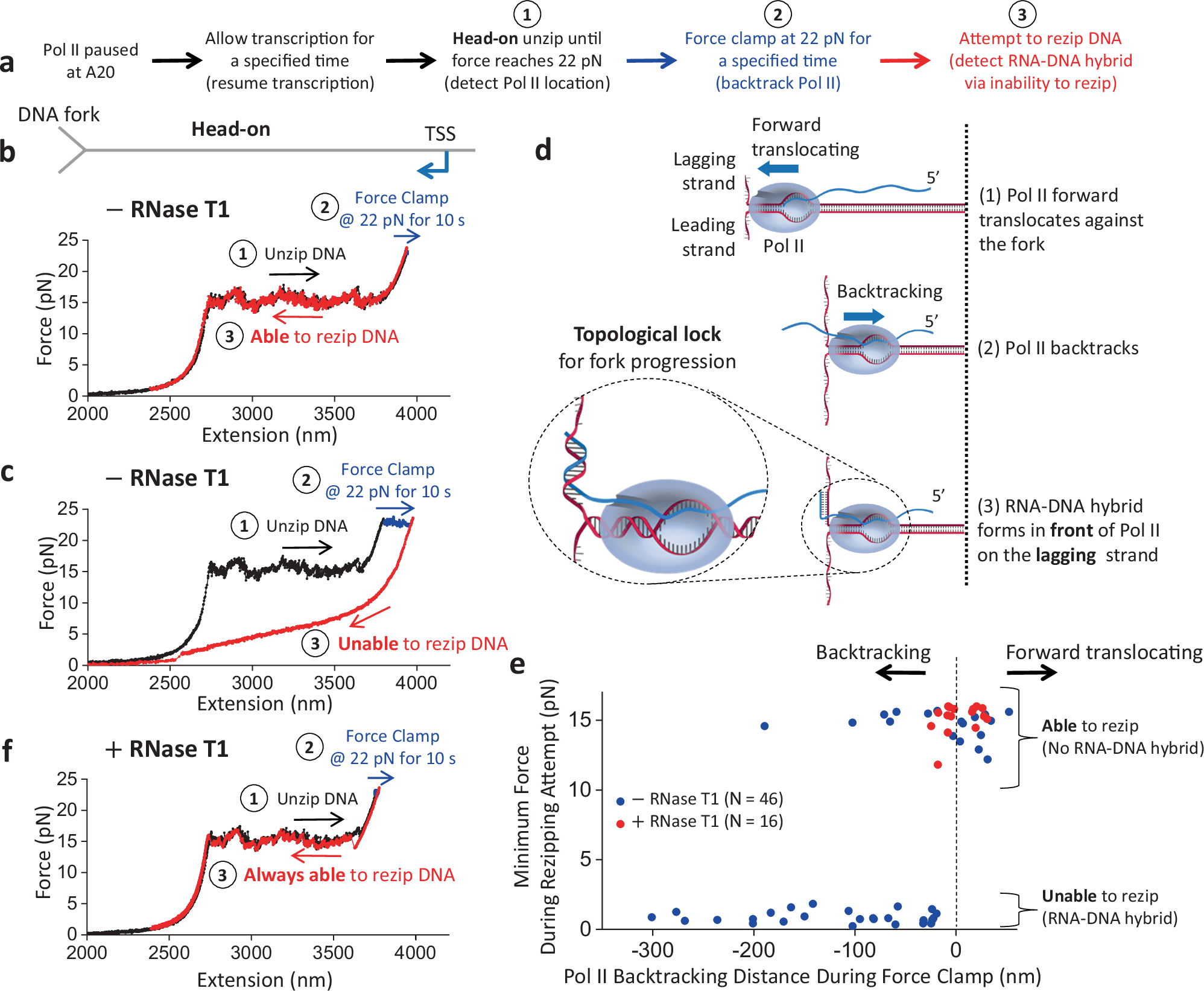 Fig. 3: RNA–DNA hybrid formation in front of Pol II.
