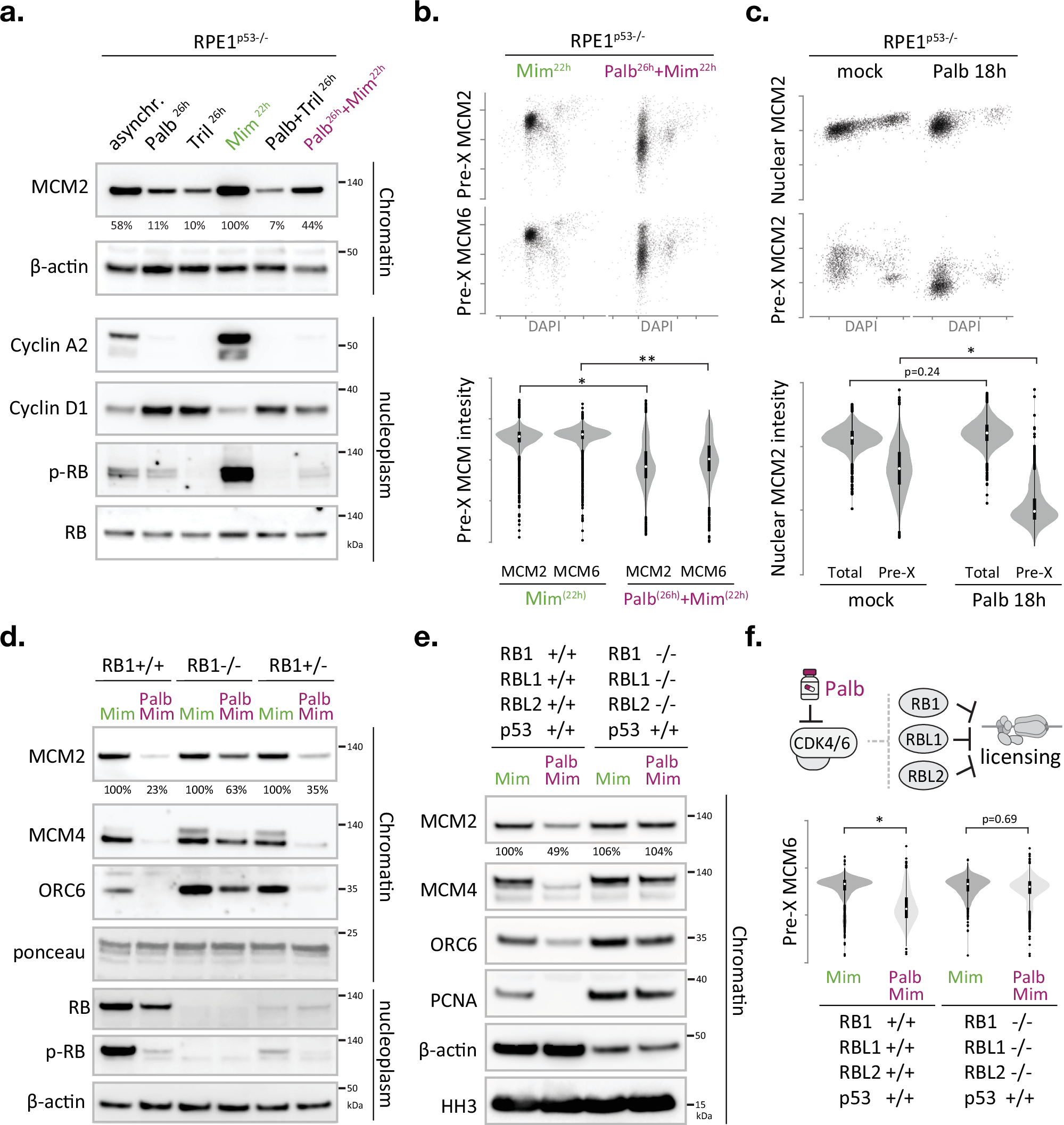 Fig. 3: CDK4/6 inhibitors prevent the completion of origin licensing via the RB protein family.