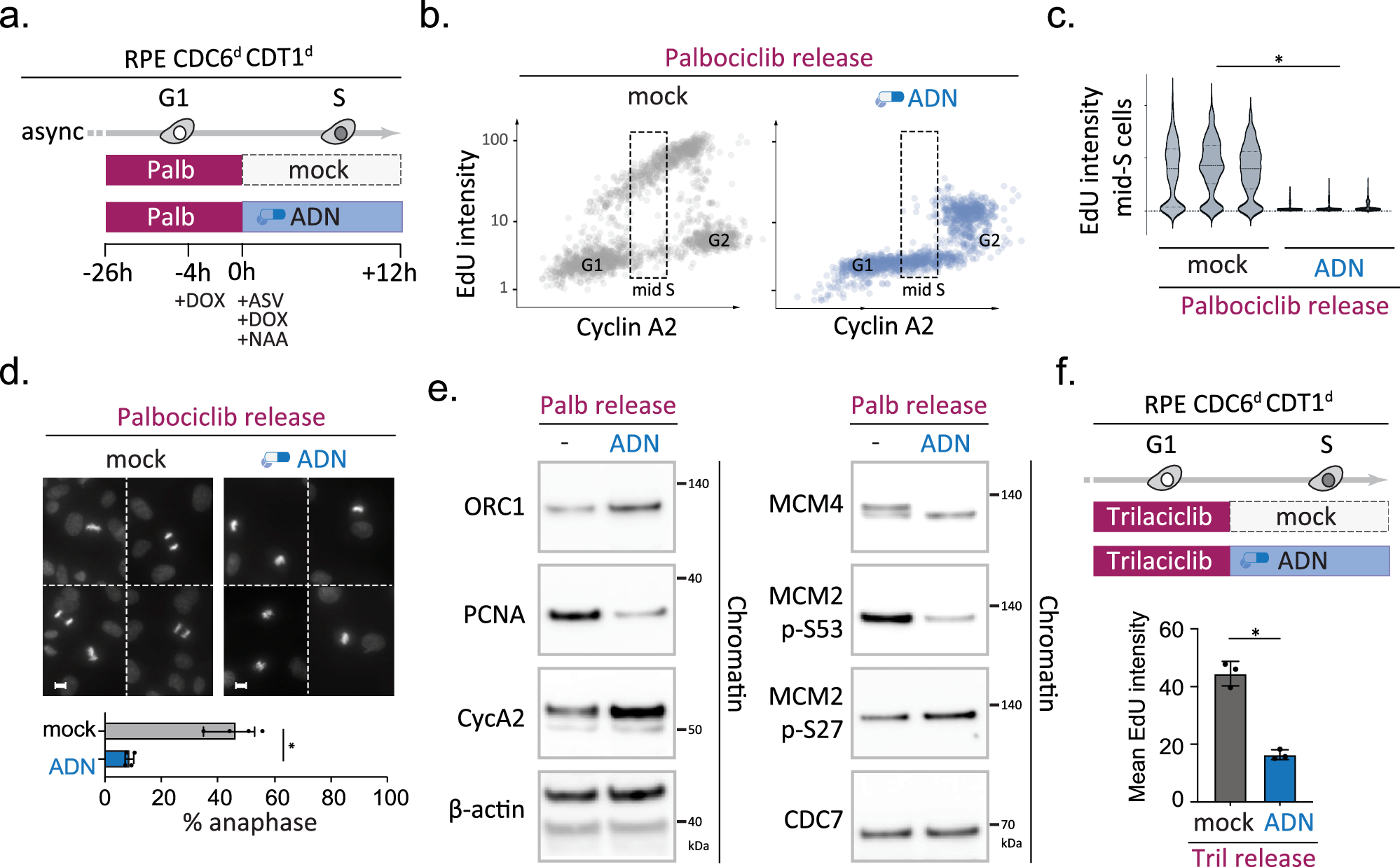 Fig. 4: CDK4/6-inhibition causes an origin licensing defect upstream of CDC6/CDT1 function, which can be sustained to trigger replication failure and aberrant mitosis in p53-deficient cells.