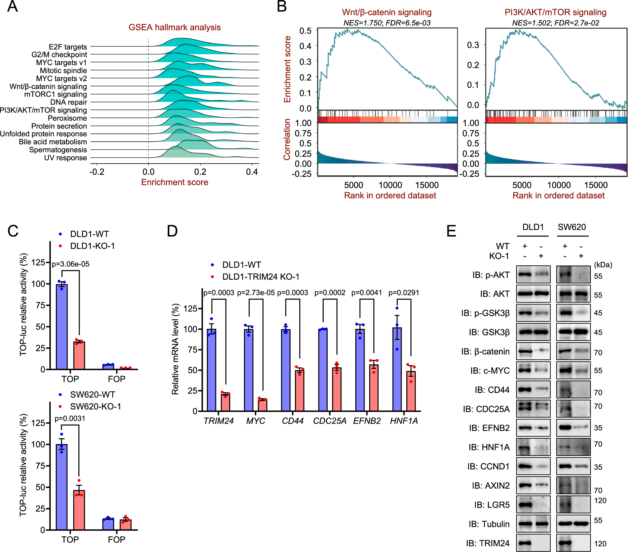 Fig. 2: High expression of TRIM24 correlates with activation of Wnt/β-catenin signaling pathway in colorectal cancer.