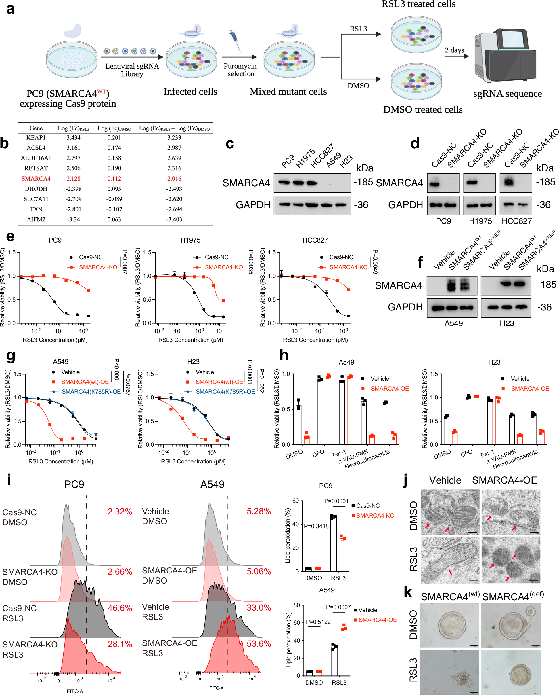 Fig. 1: CRISPR/Cas9 screening links SMARCA4 to ferroptosis.