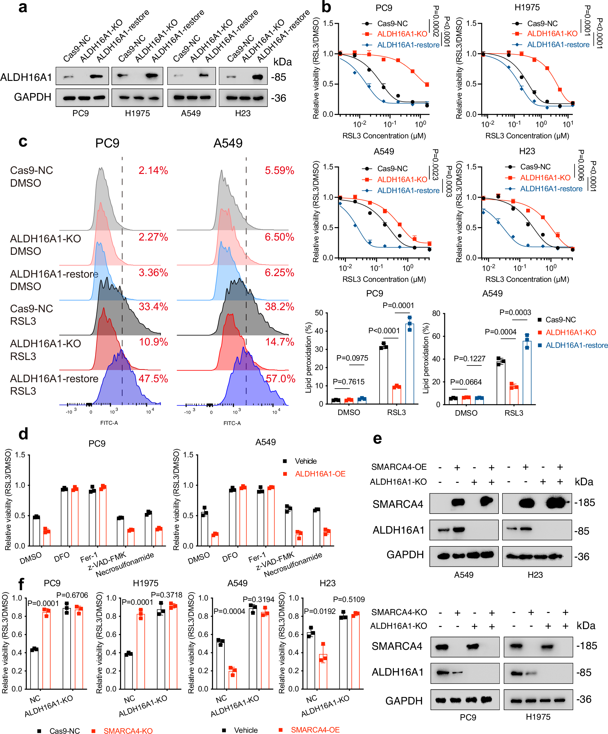 Fig. 3: ALDH16A1 mediates SMARCA4’s pro-ferroptosis property.