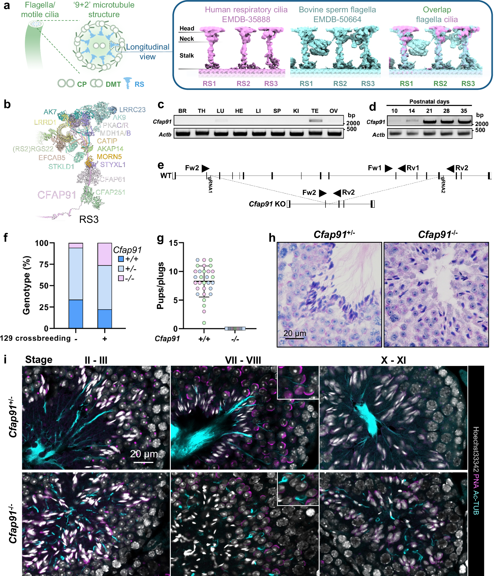 Fig. 1: Ablation of Cfap91 leads to defects in spermiogenesis.