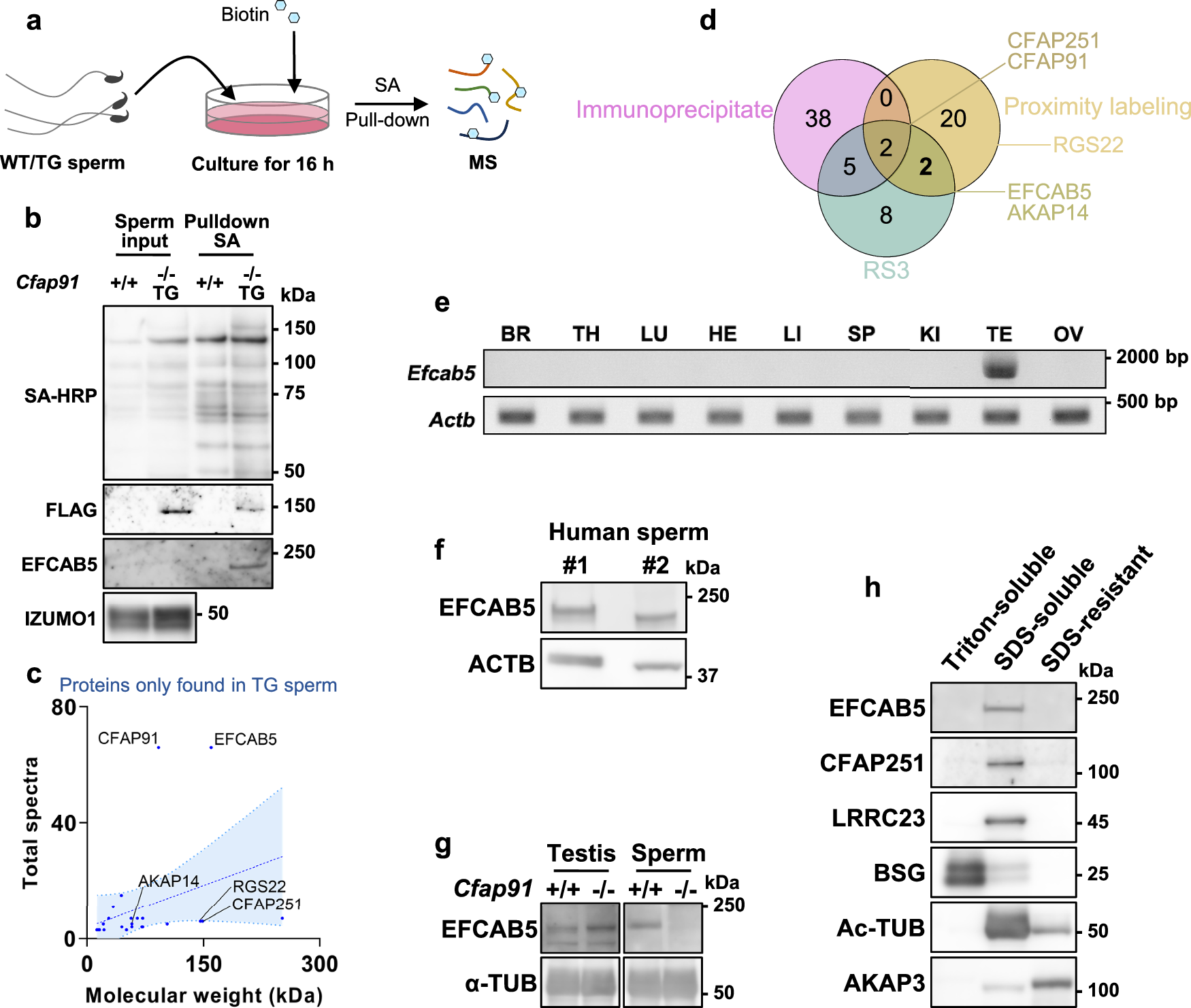 Fig. 6: Identification of EFCAB5 as a sperm axoneme-specific RS3 protein.