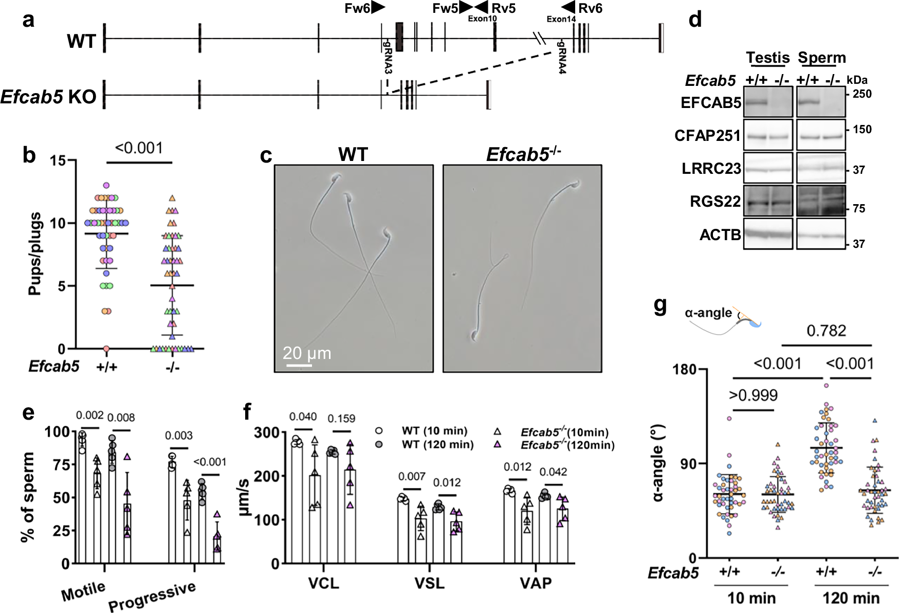 Fig. 7: EFCAB5 is vital for sperm motility.