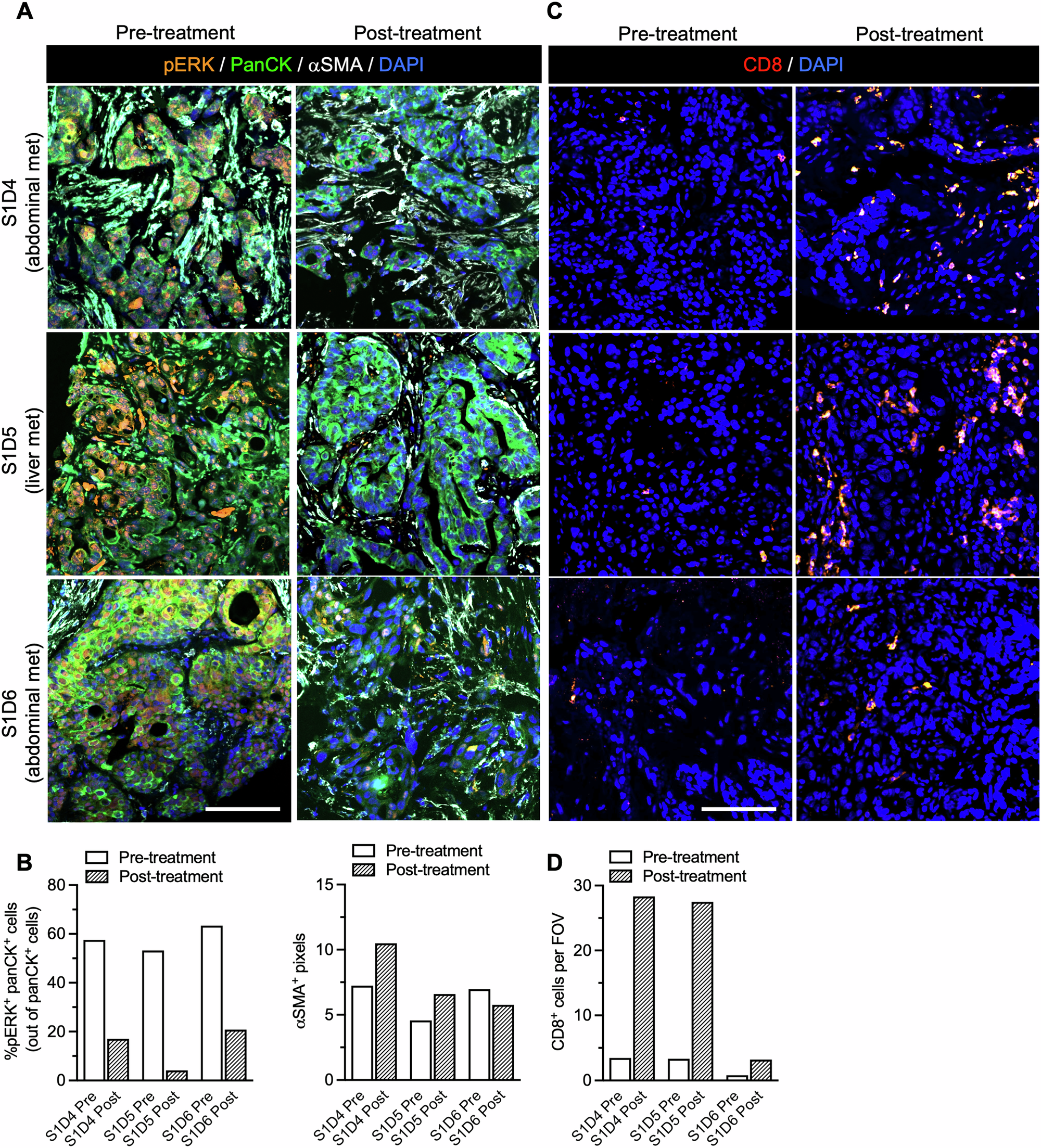 Fig. 5: Target engagement with iExoKrasG12D treatment.