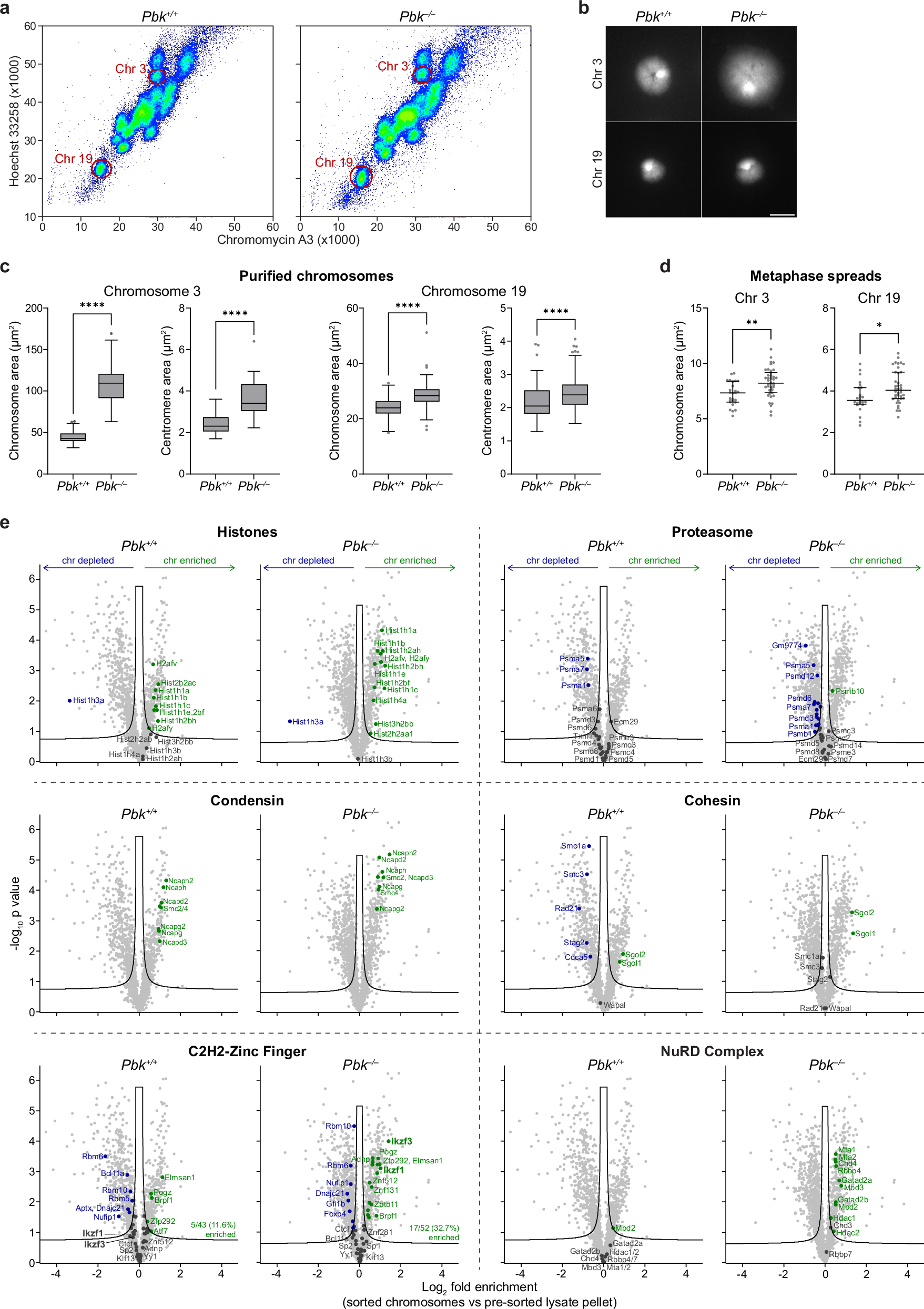 Fig. 3: Loss of PBK results in reduced mitotic chromosome compaction and increased retention of specific factors.