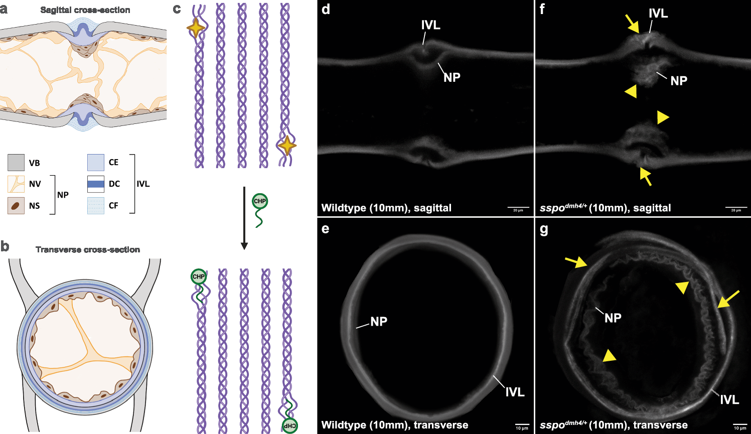 Fig. 4: sspodmh4/+ IVDs exhibit collagenous ECM damage and matrix remodelling.