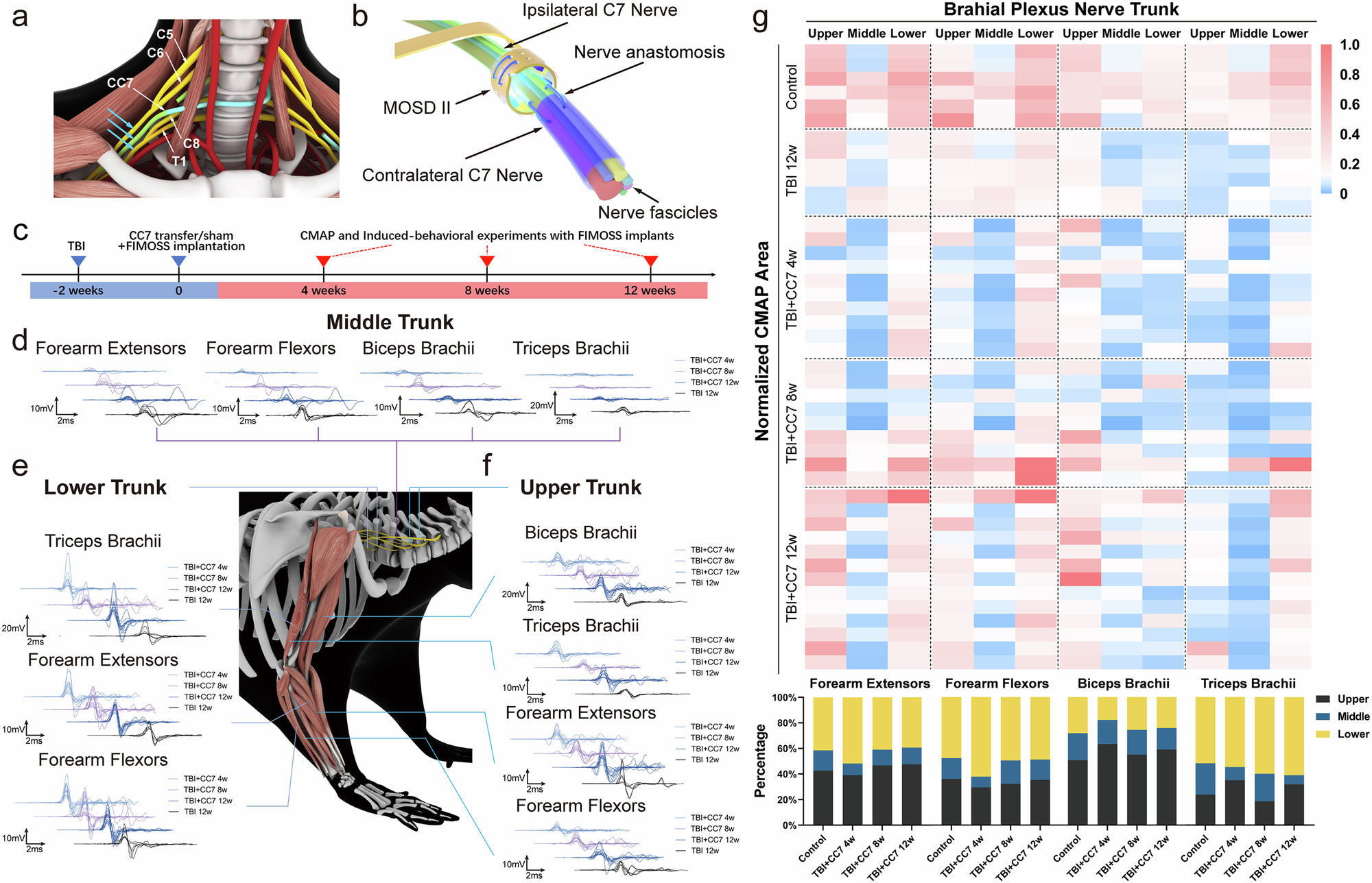 Fig. 6: Electrophysiology change pattern of brachial plexus after CC7 transfer evaluated by multisite optogenetic stimulation method.