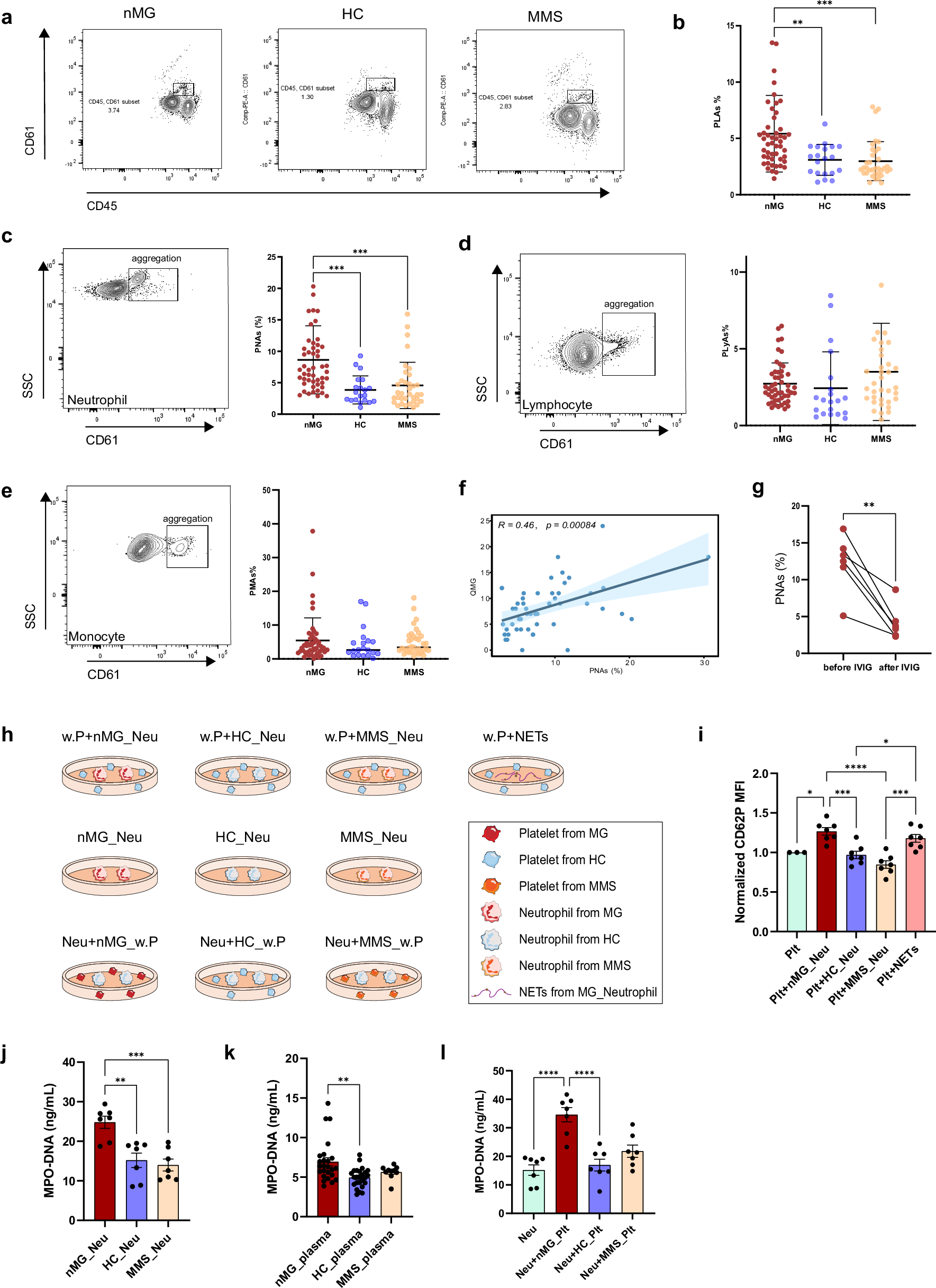 Fig. 5: Platelet-leukocyte interaction increased in MG.