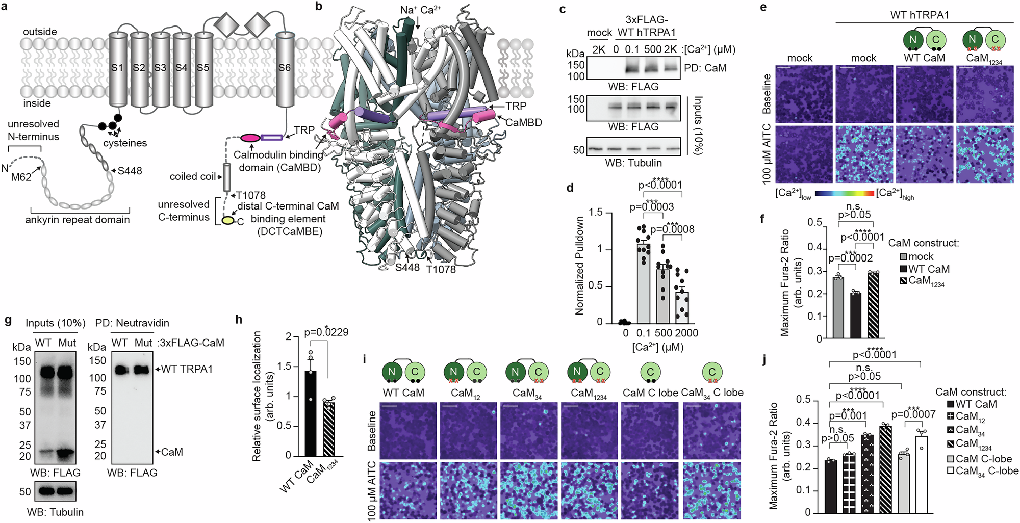 痛みの反応を調節するタンパク質の役割を解明(Unraveling a painful mystery: Protein plays key role in modulating pain response)