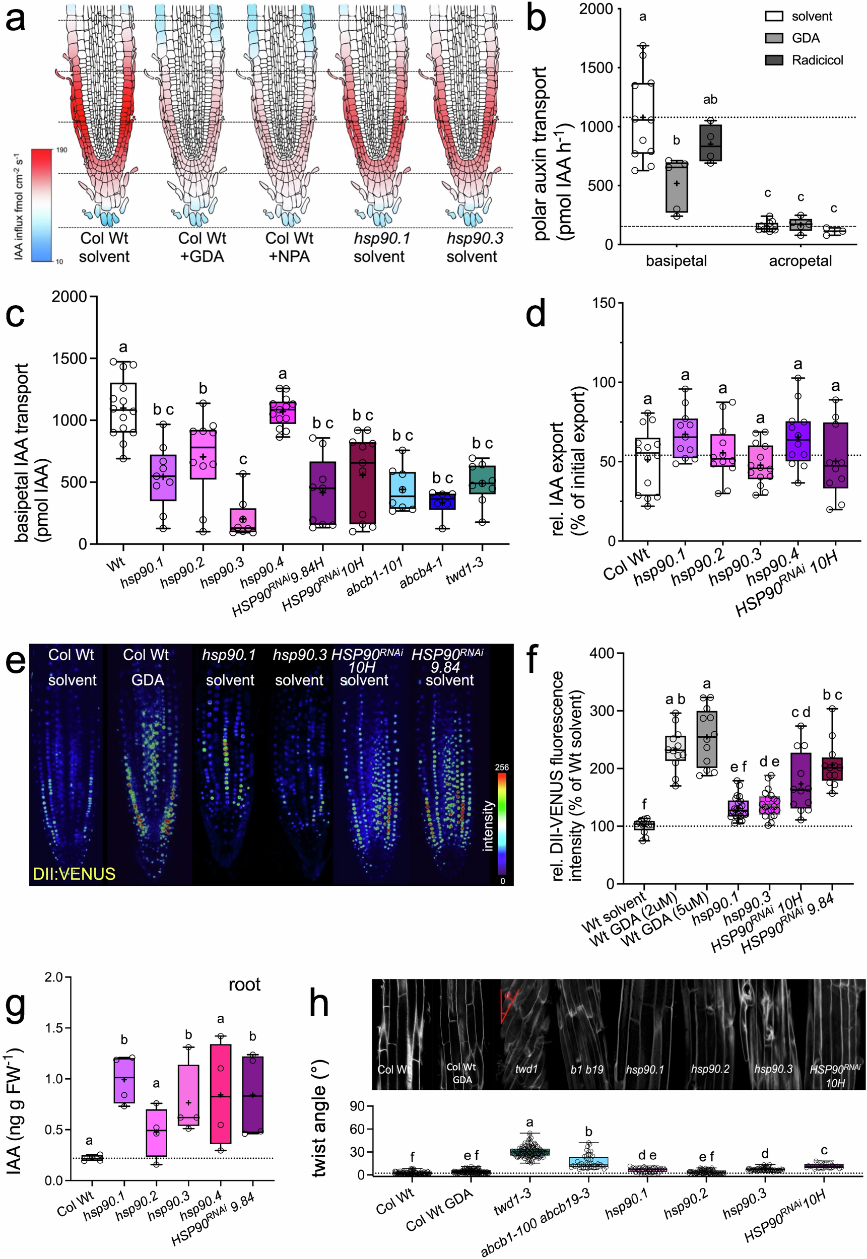 Fig. 3: HSP90 acts as a positive regulator of root ABCB-mediated polar auxin transport.