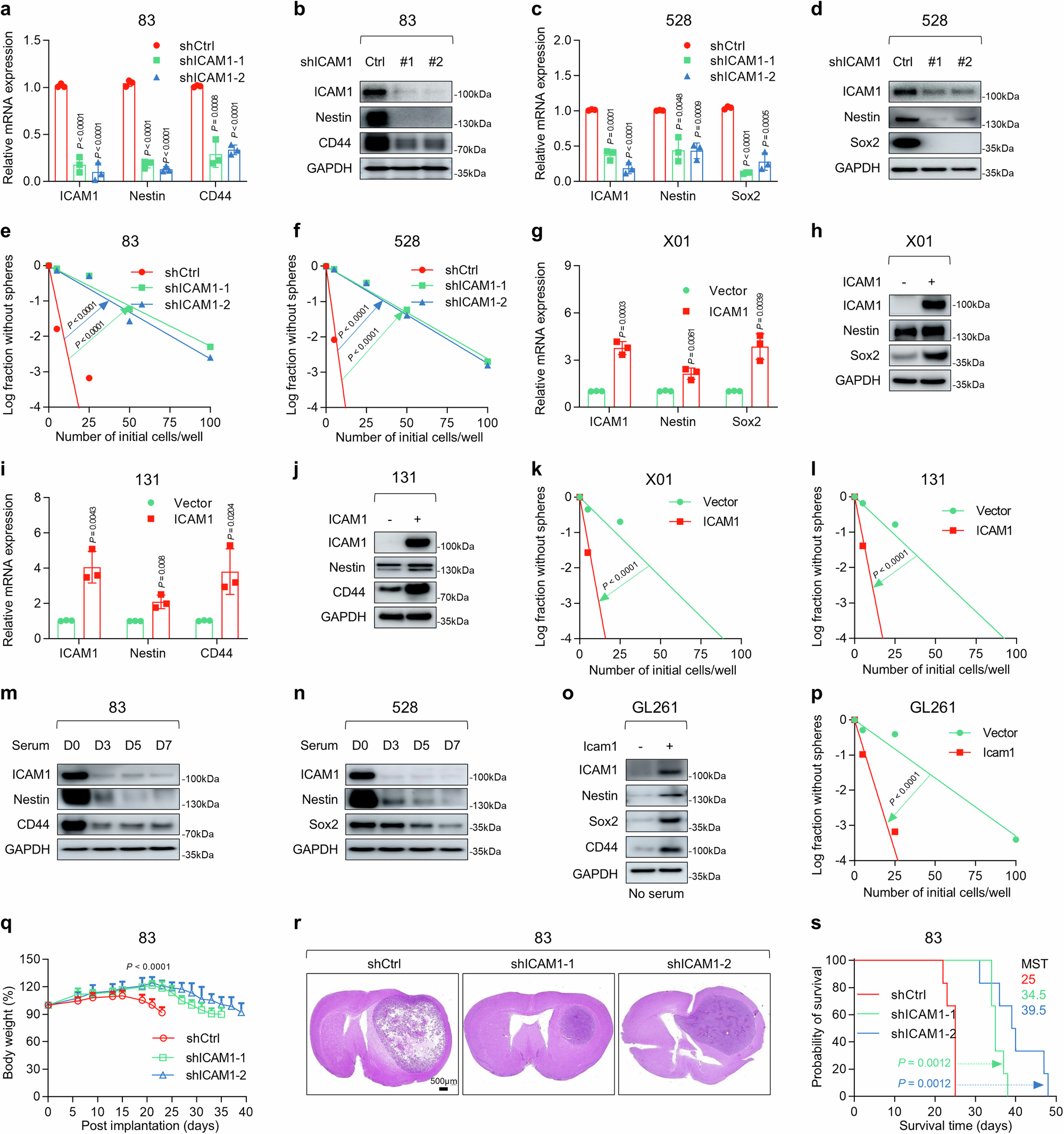 Fig. 2: ICAM1 regulates the functional traits of GSCs.