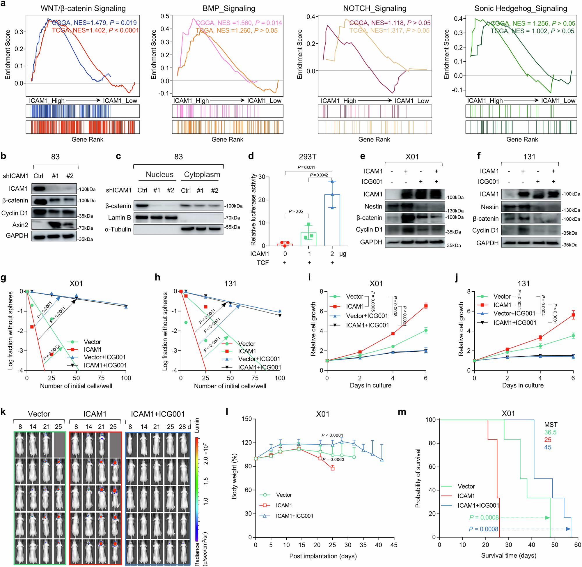 Fig. 3: ICAM1 regulates GSC stemness, proliferation, and tumor progression through the Wnt/β-catenin signaling pathway.