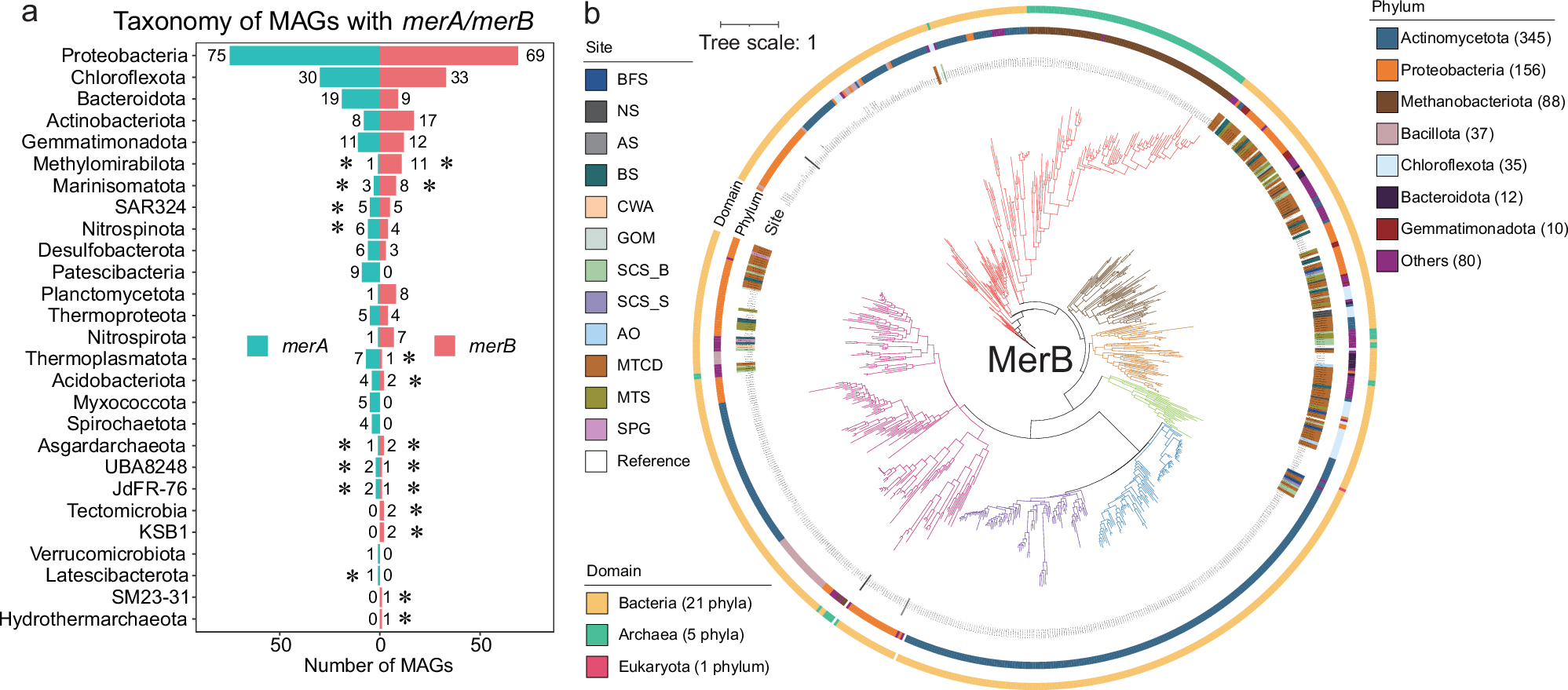 Fig. 5: The taxonomy of newly discovered MeHg demethylating and Hg reducing microorganisms and phylogenetic tree of MerB proteins.