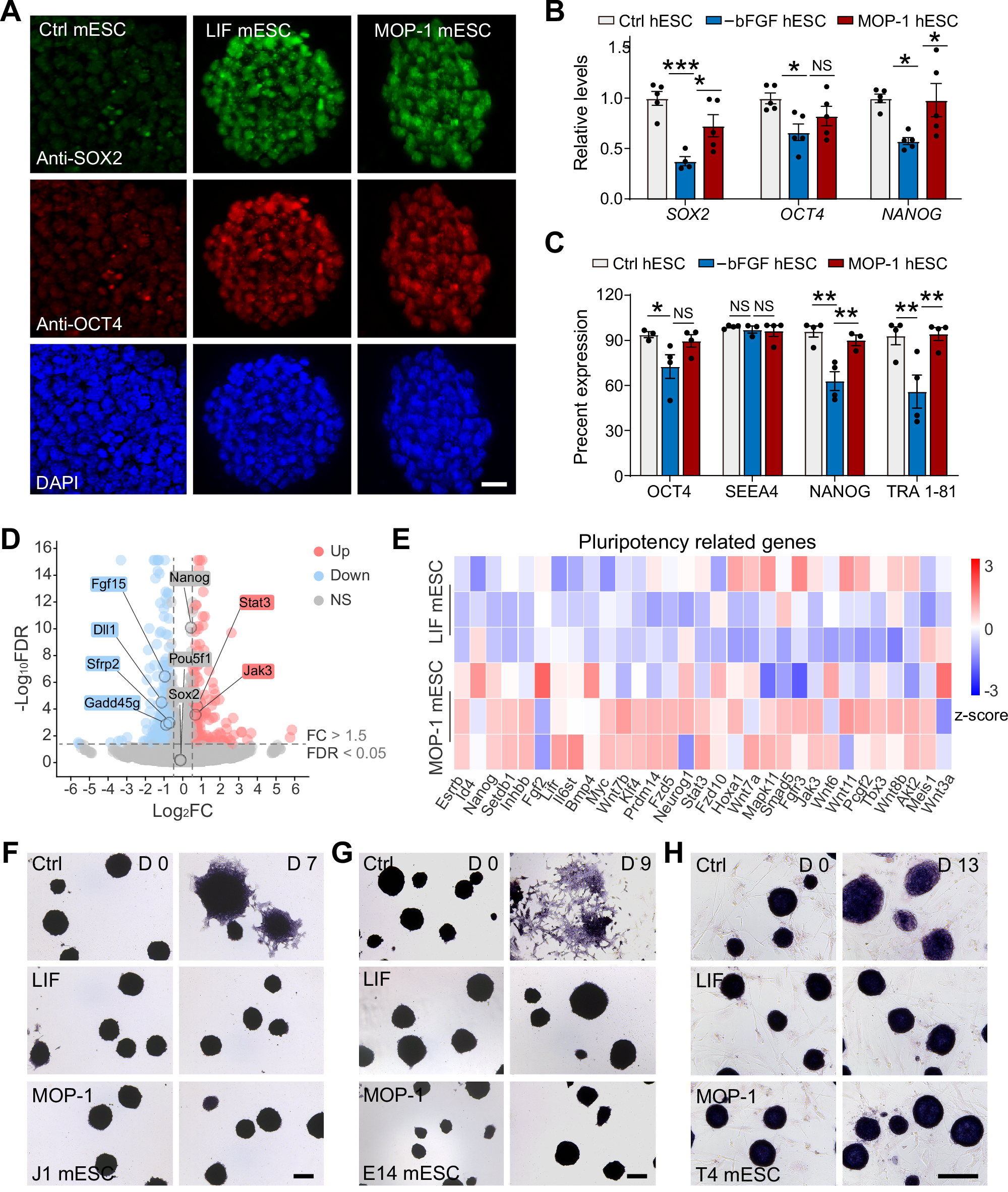 Fig. 3: MOP-1 maintains self-renewal of ESC.