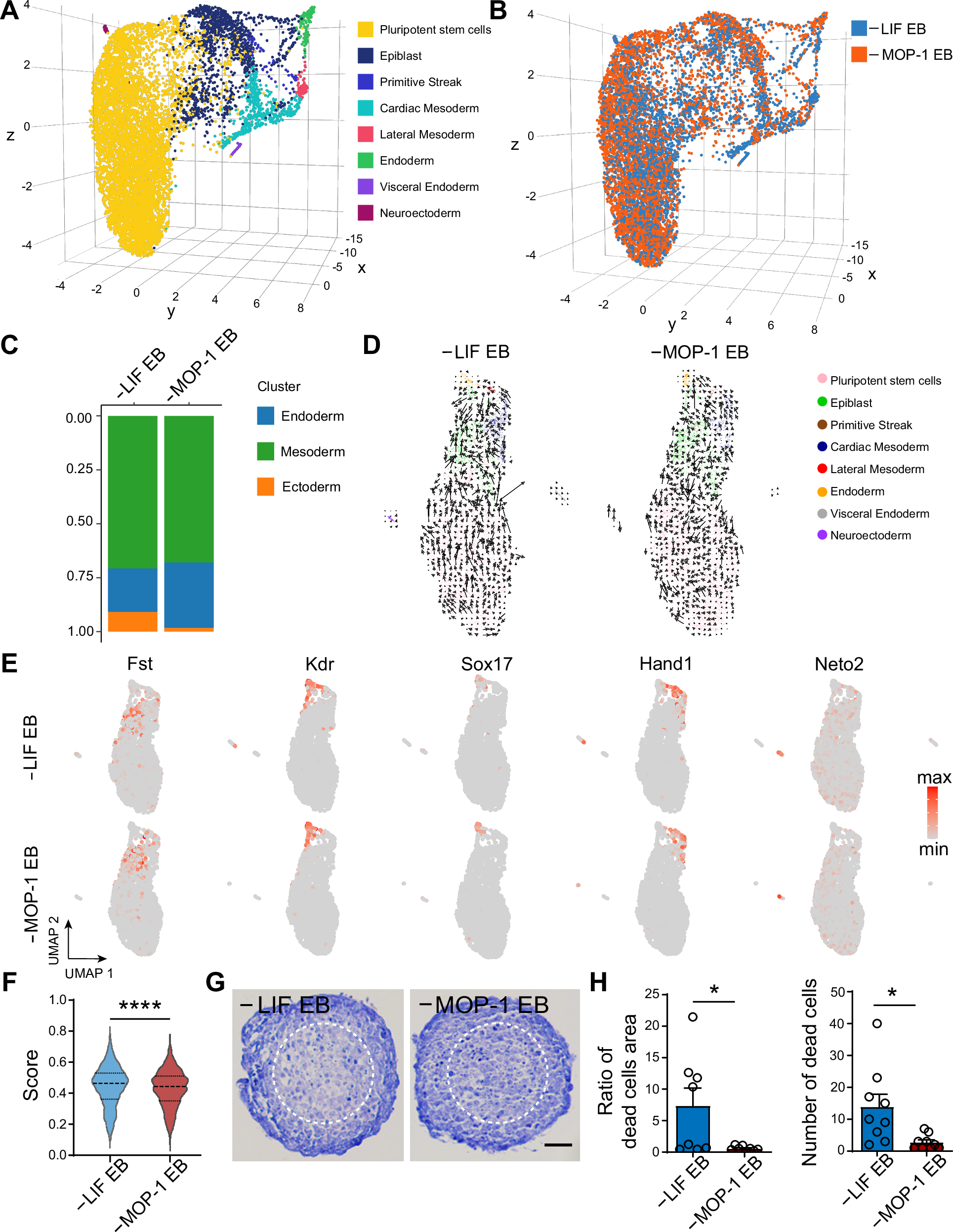 Fig. 4: MOP-1 J1 mESC possesses differentiation potential.