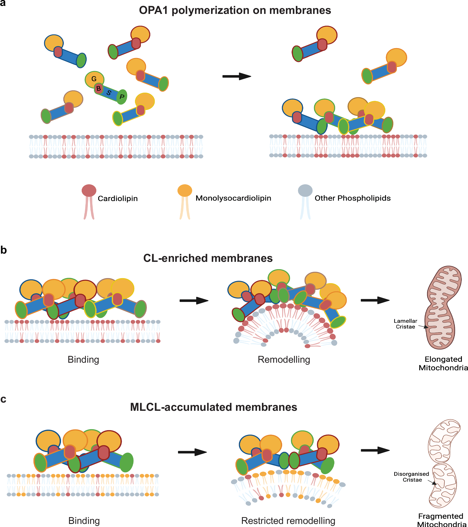 Fig. 7: Proposed model of how CL controls mitochondrial remodeling.