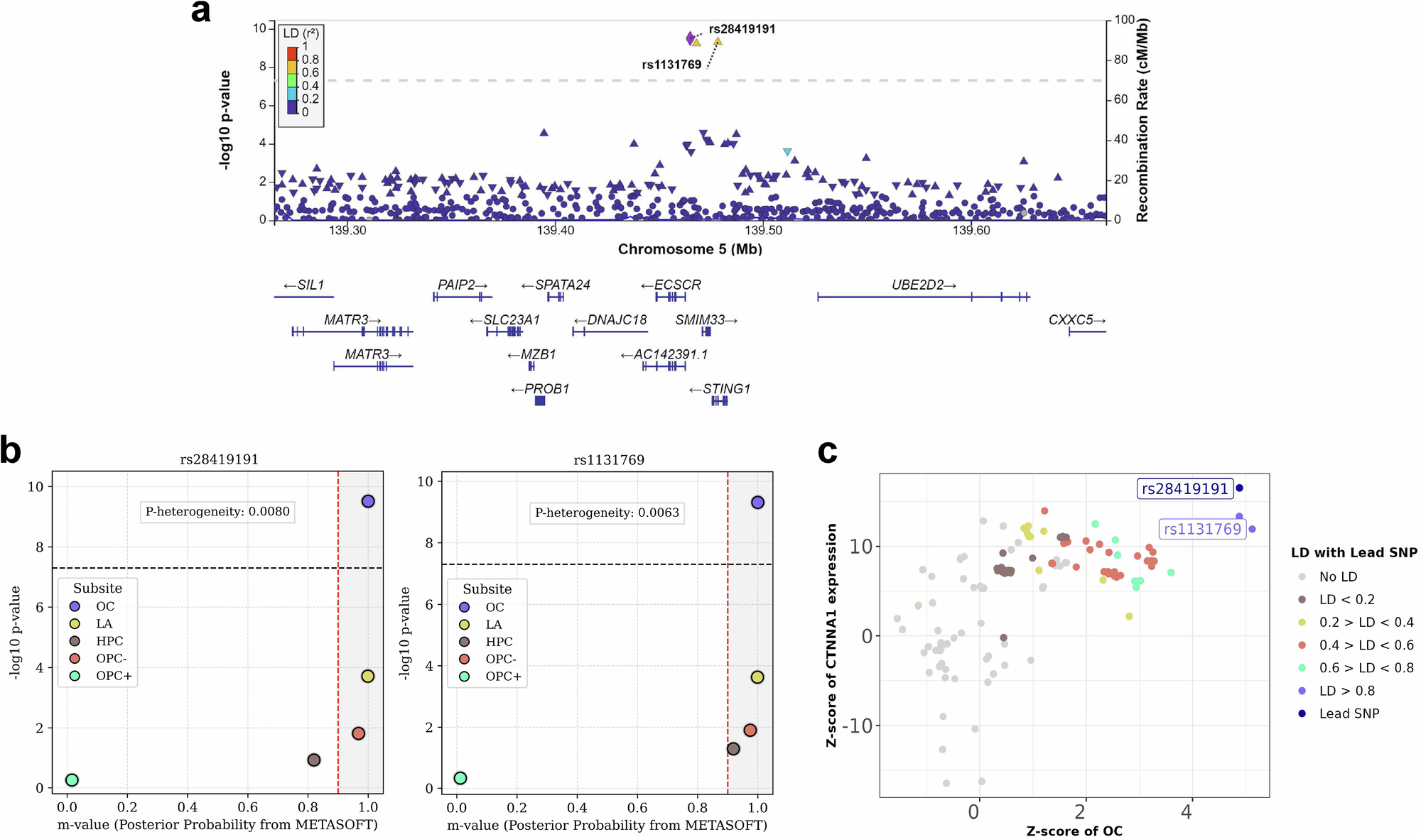 Fig. 3: Genomic and functional characterisation of 5q31 variants rs28419191 and rs1131769.