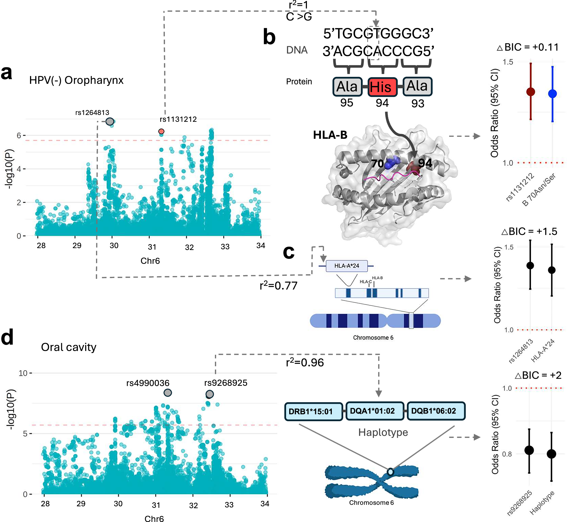 Fig. 6: Novel HLA risk loci for HPV(-) oropharynx and oral cavity cancer.