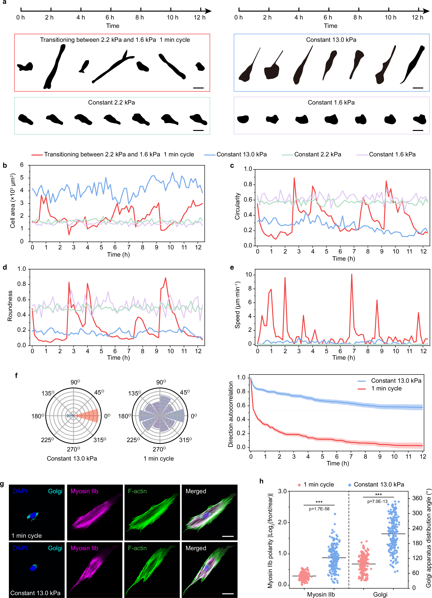 Fig. 2: Cell morphology of cell migration on substrate with fast cyclic rigidity change.