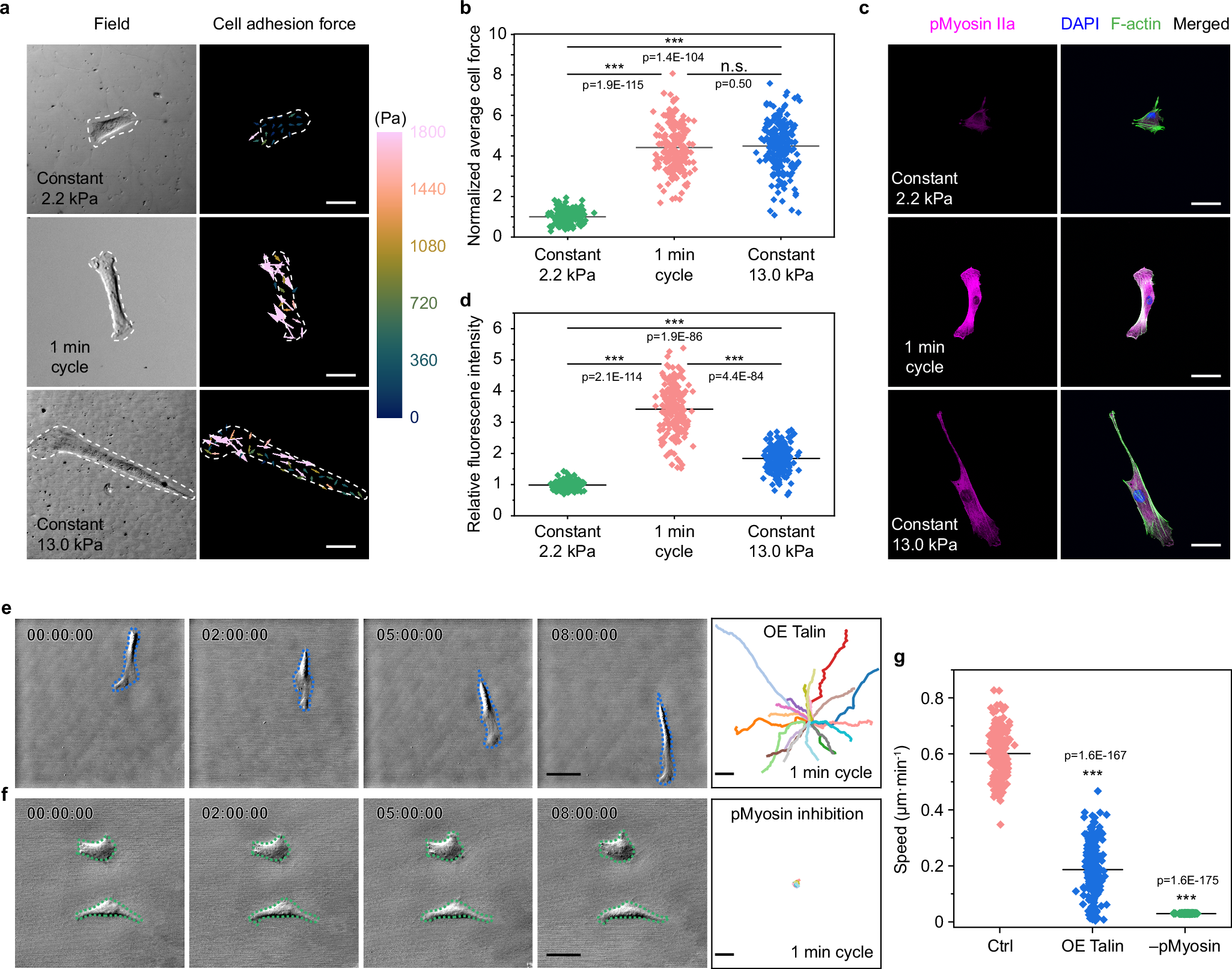 Fig. 4: Force imbalance drives the detachment adhesion and further “snap-back” process.