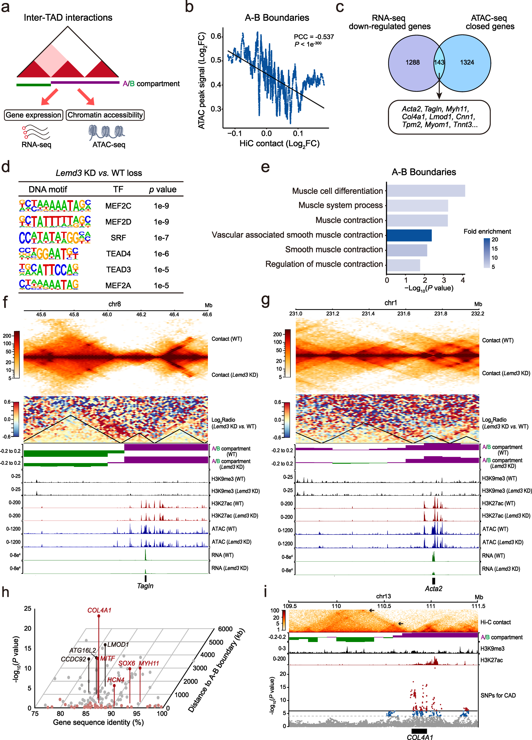 Fig. 7: Lemd3 depletion increases inter-TAD interactions at the boundaries of A and B compartments and downregulates smooth muscle contractile gene expression.