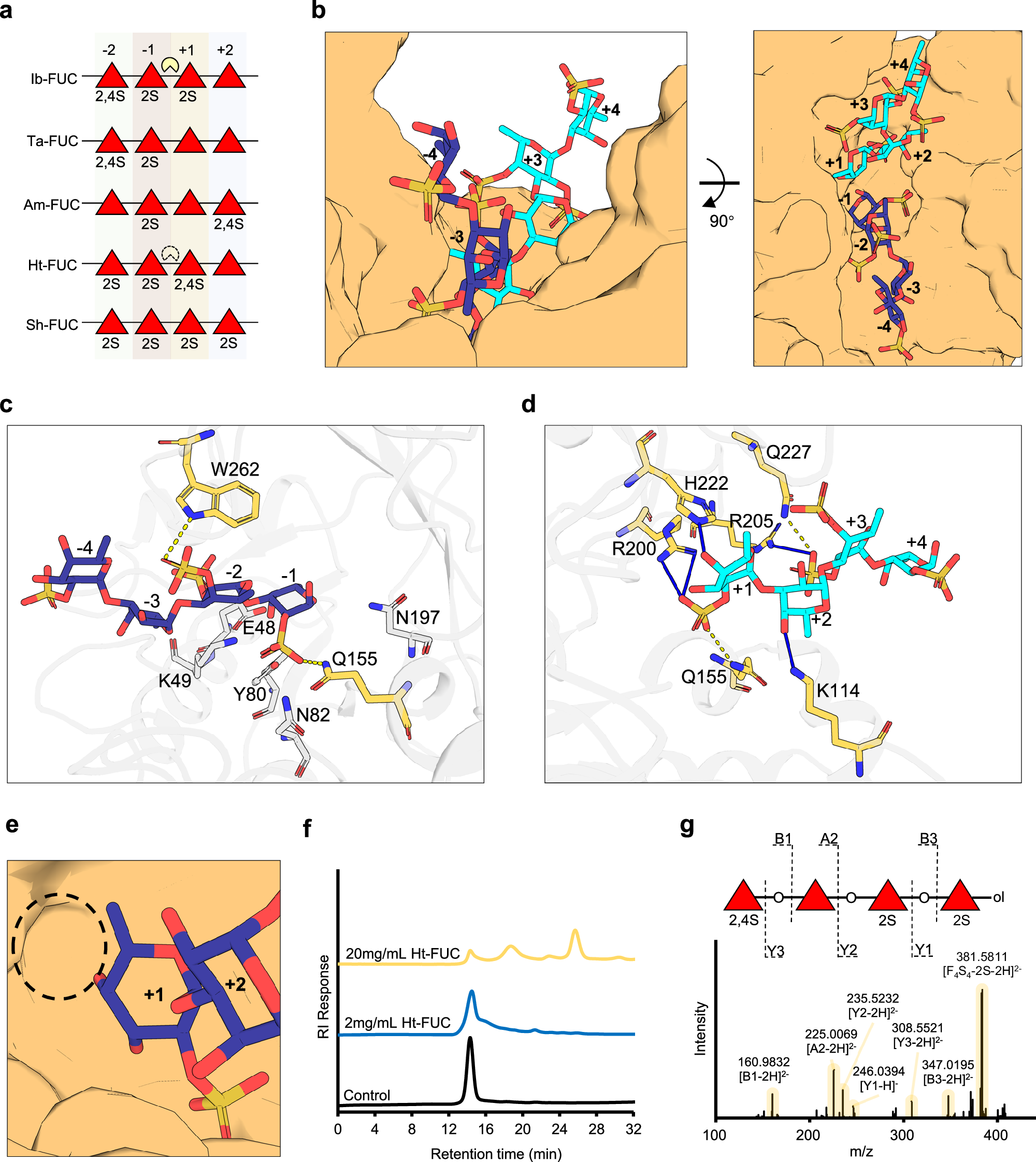 Fig. 3: Substrate recognition mechanism of subfamily Ⅰ.