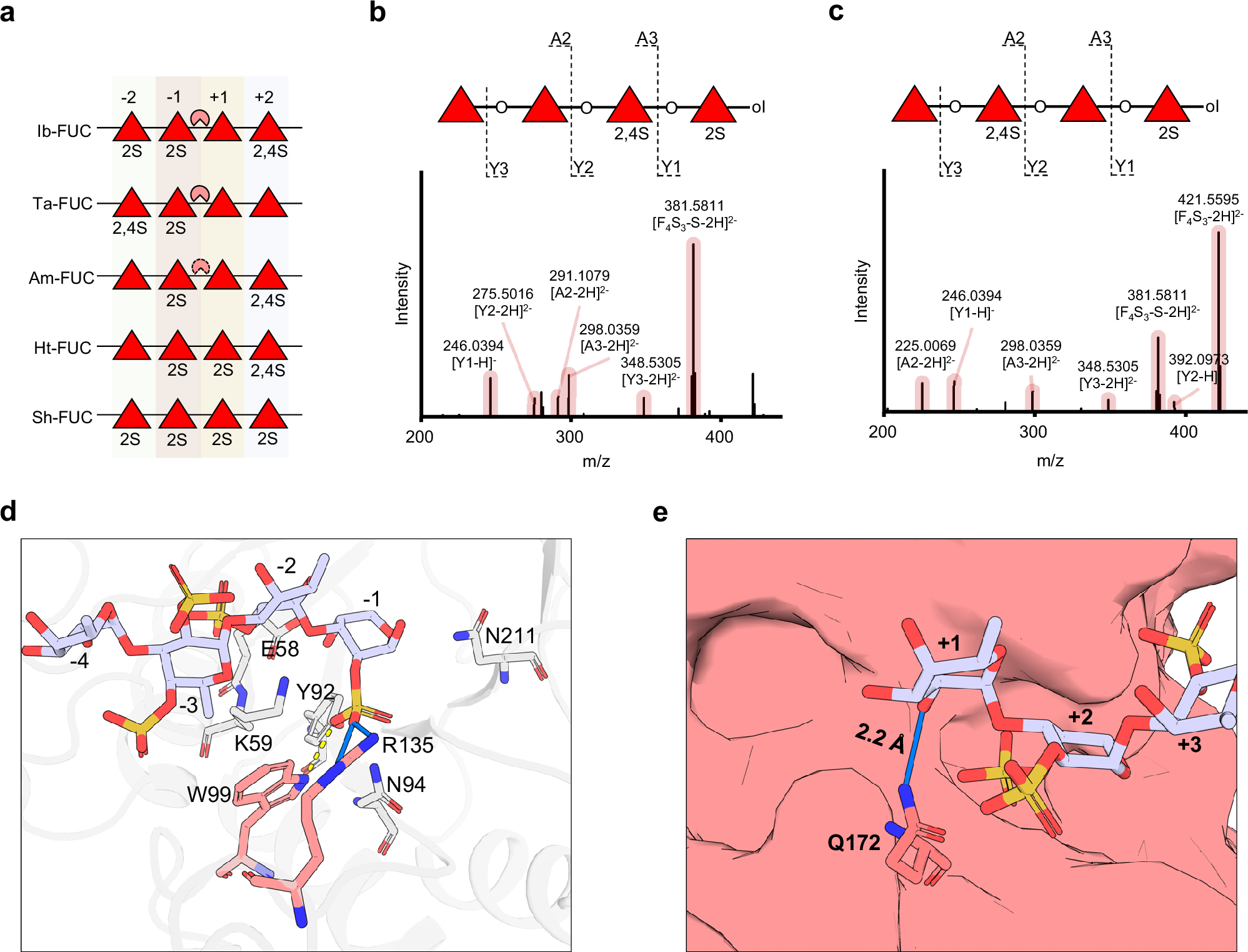 Fig. 5: Substrate recognition mechanism of subfamily Ⅳ.